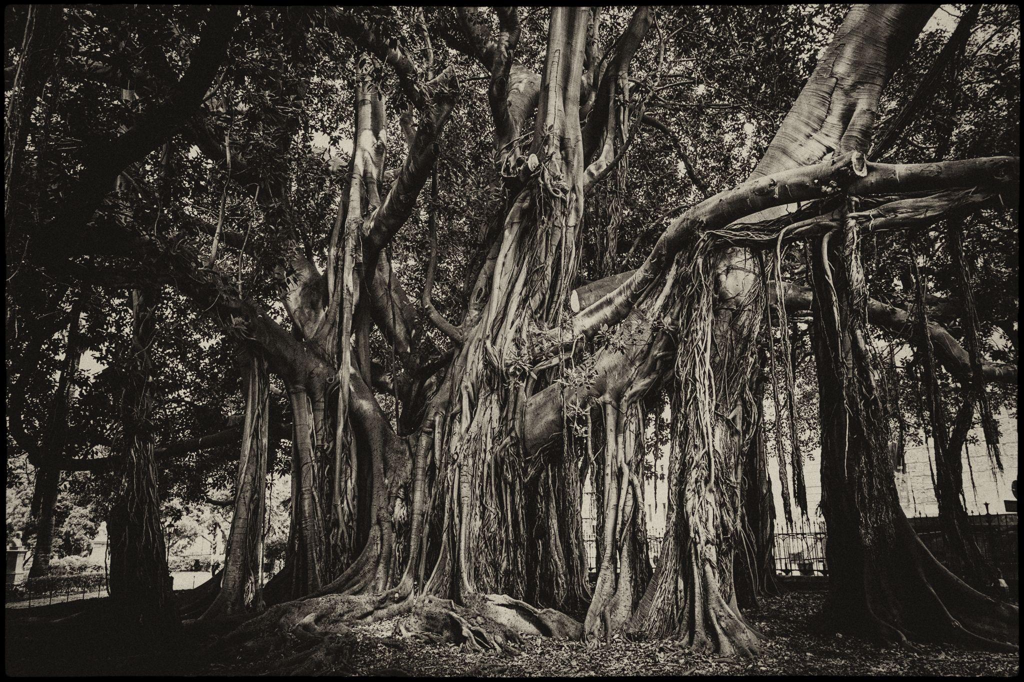 Biggest tree in Europe (Palermo, Italy) r/pics