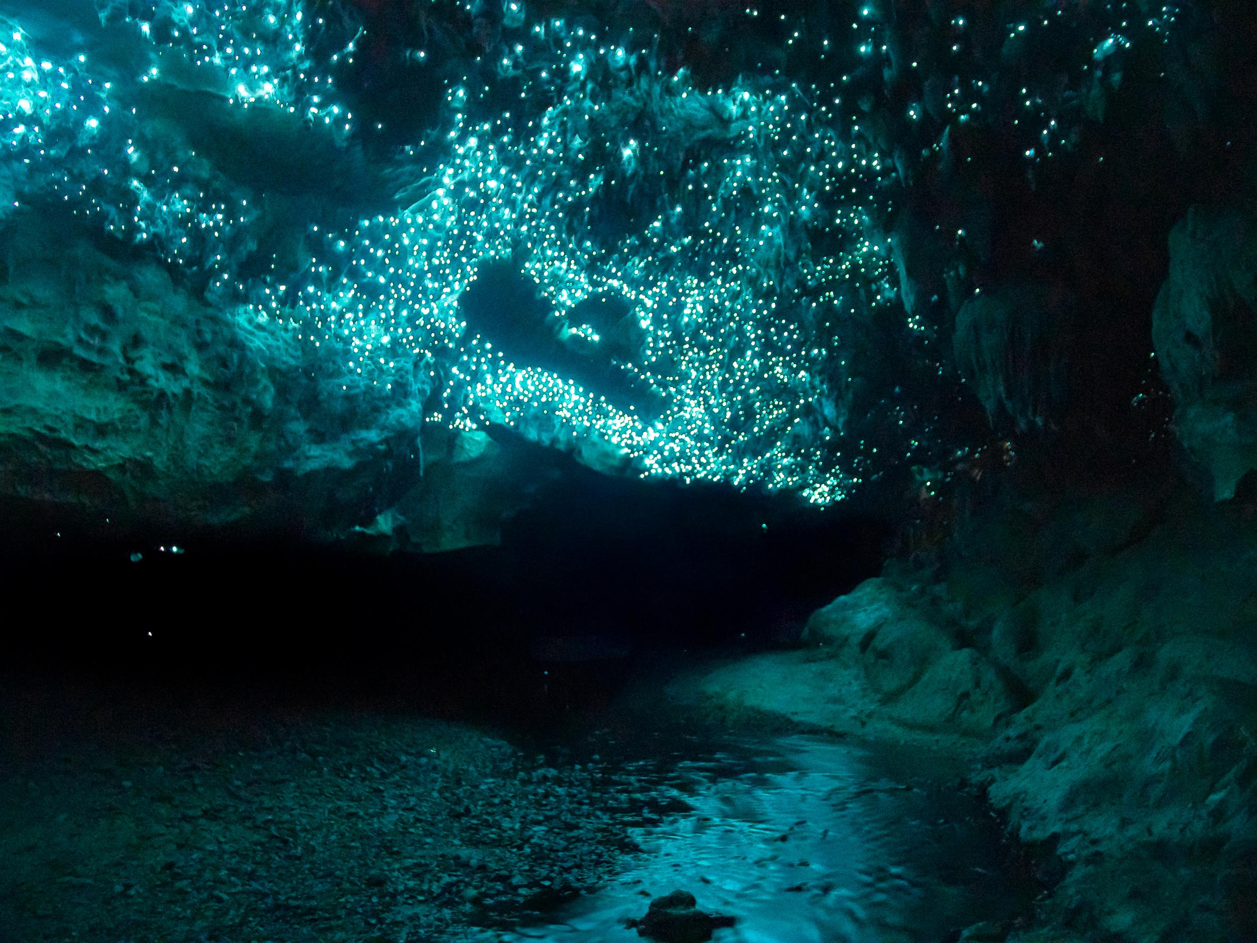 Glow worms lighting up a cave in New Zealand r/natureismetal