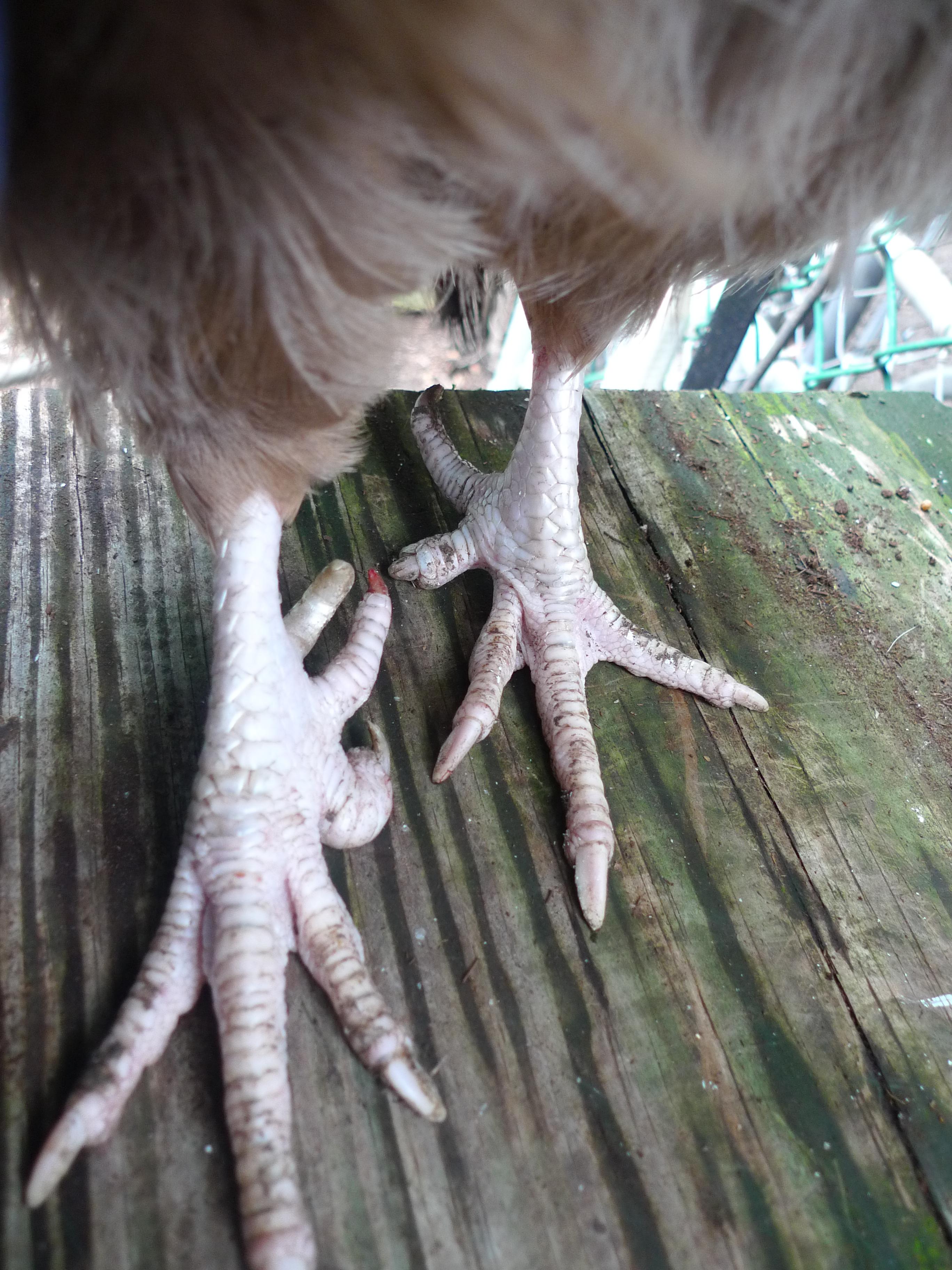 My Dorking chicken hen's toes r/mildlyinteresting
