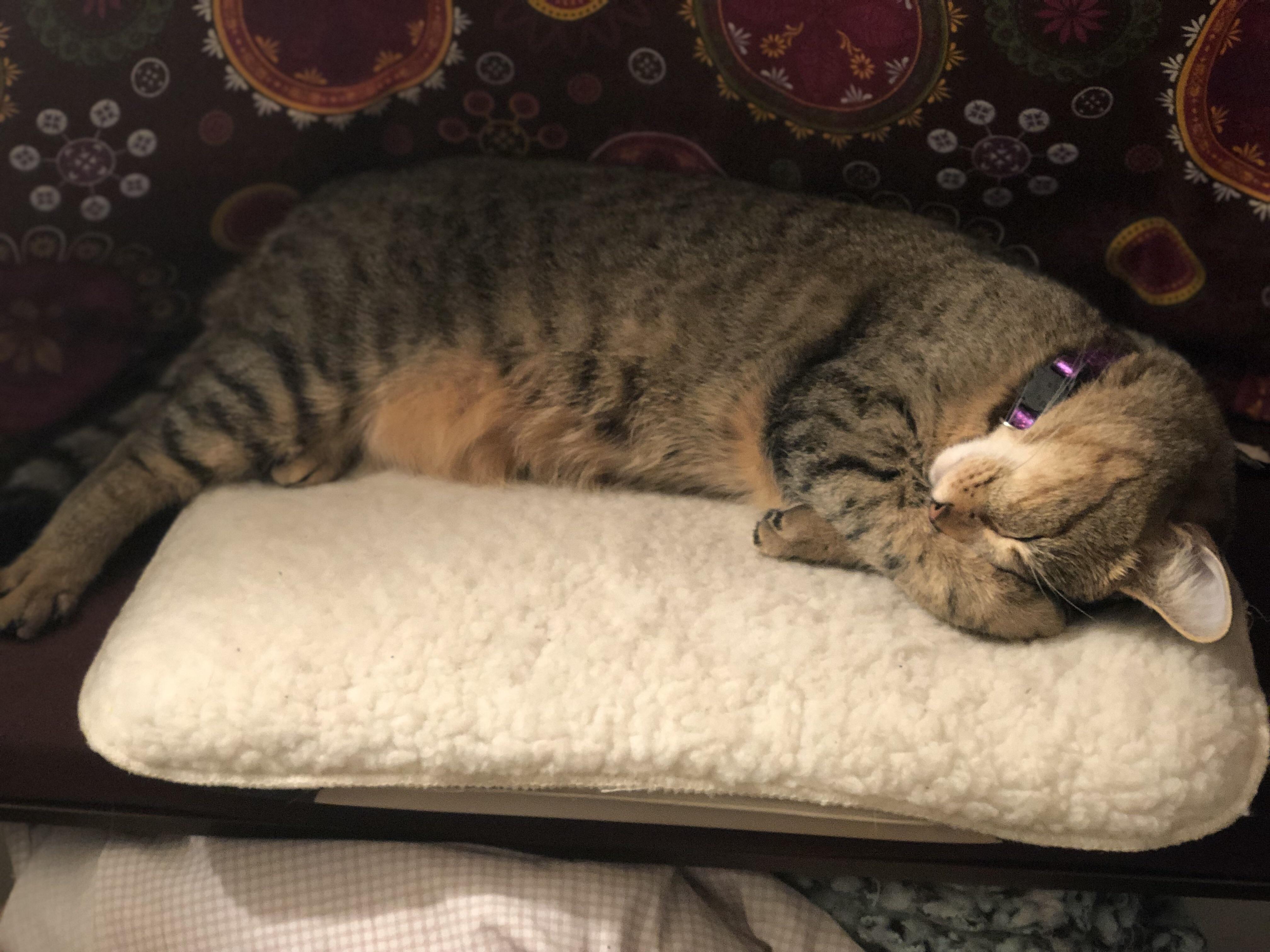 12 heating pad was the best cat gift ever r/cats