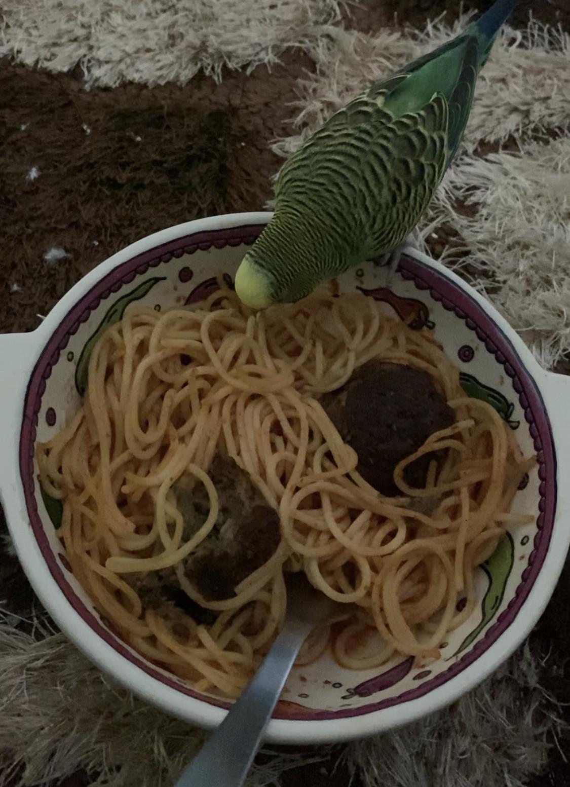 Why does my budgie always steal my food? r/Parakeets