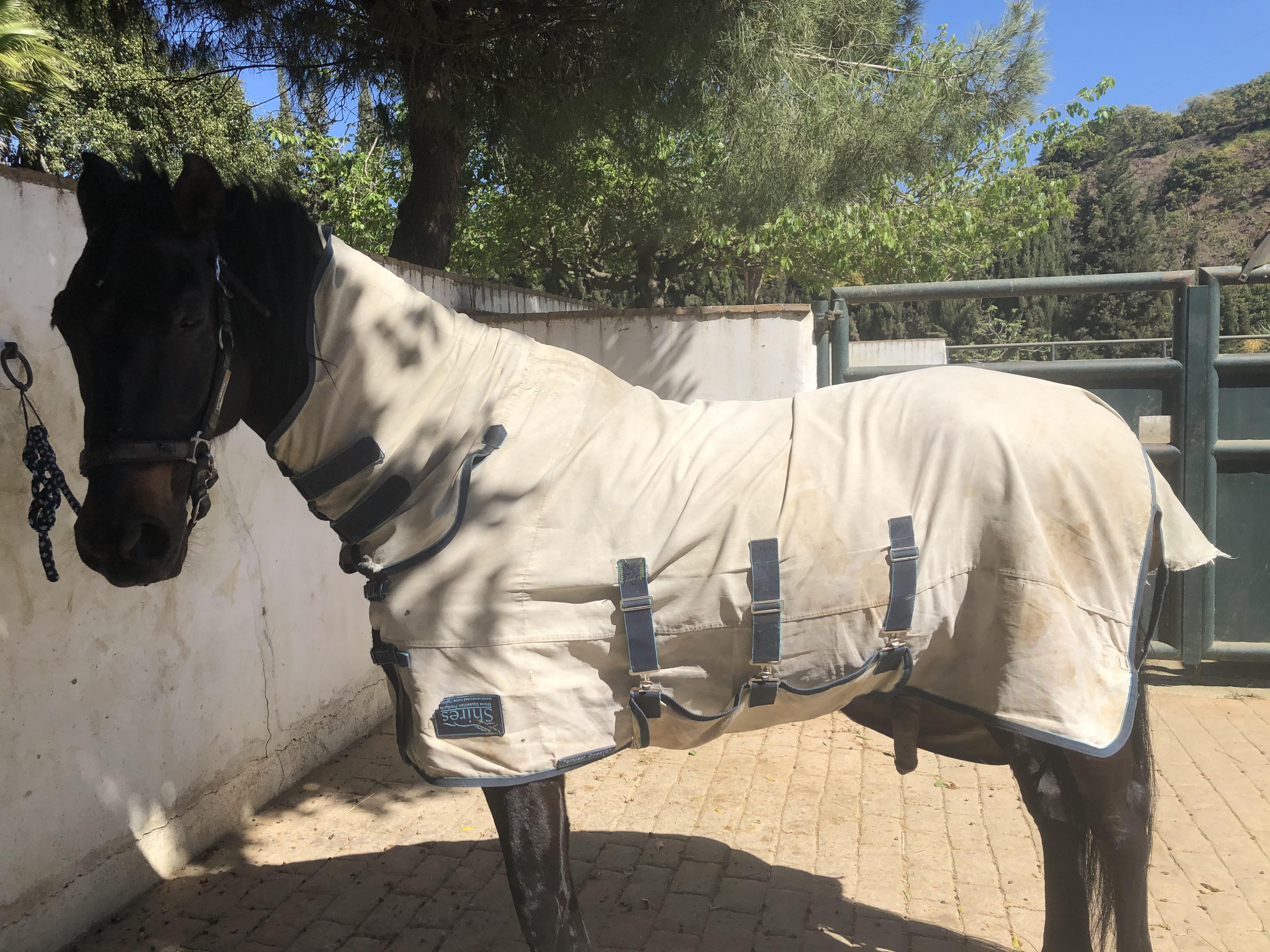 Probably silly question but after a wash can you blanket a horse or do