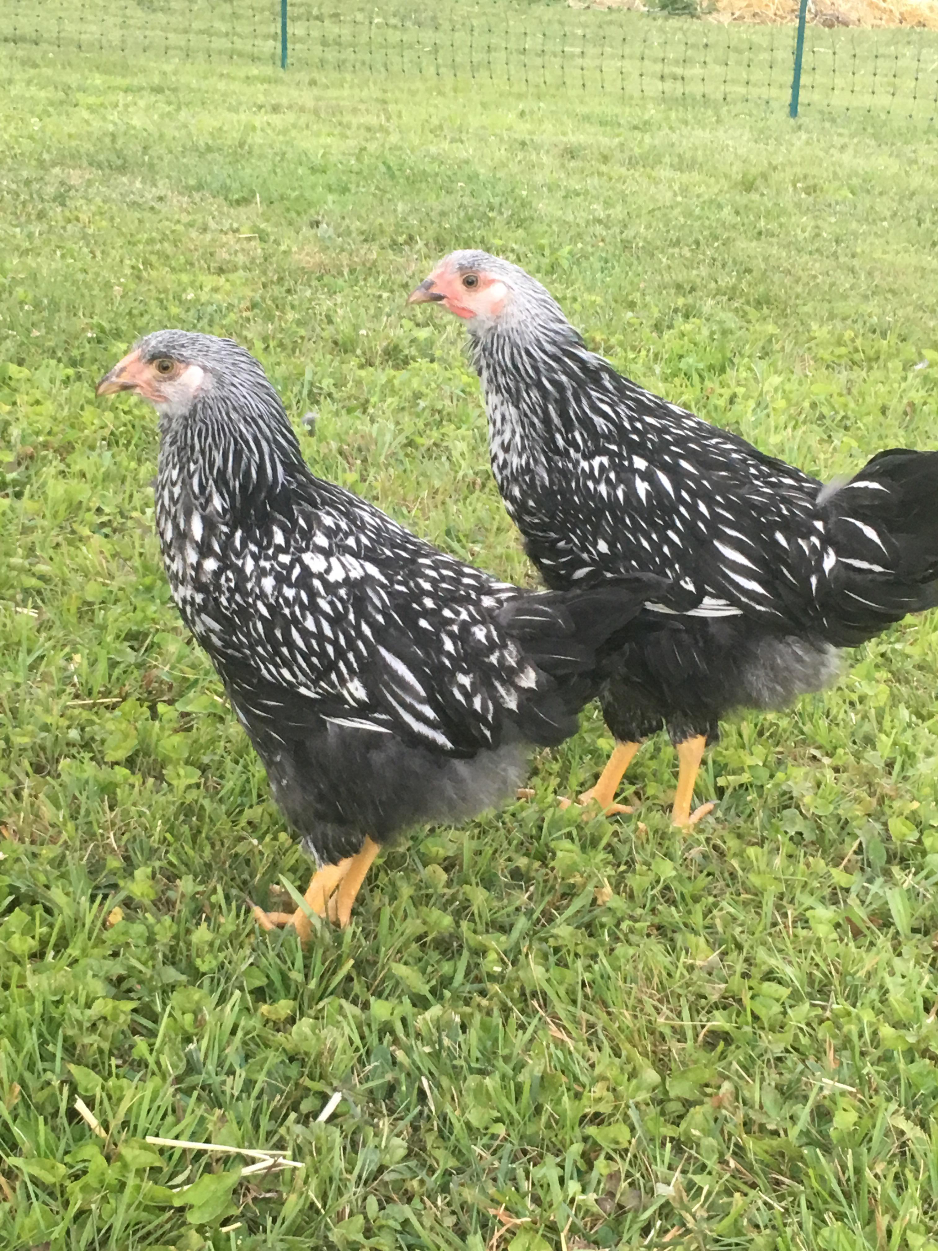 My SilverLaced Wyandotte pullets! r/BackYardChickens