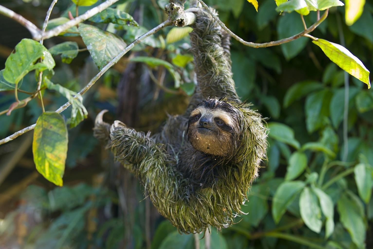 Sloths climb down from the canopy about once a week to poop in one of