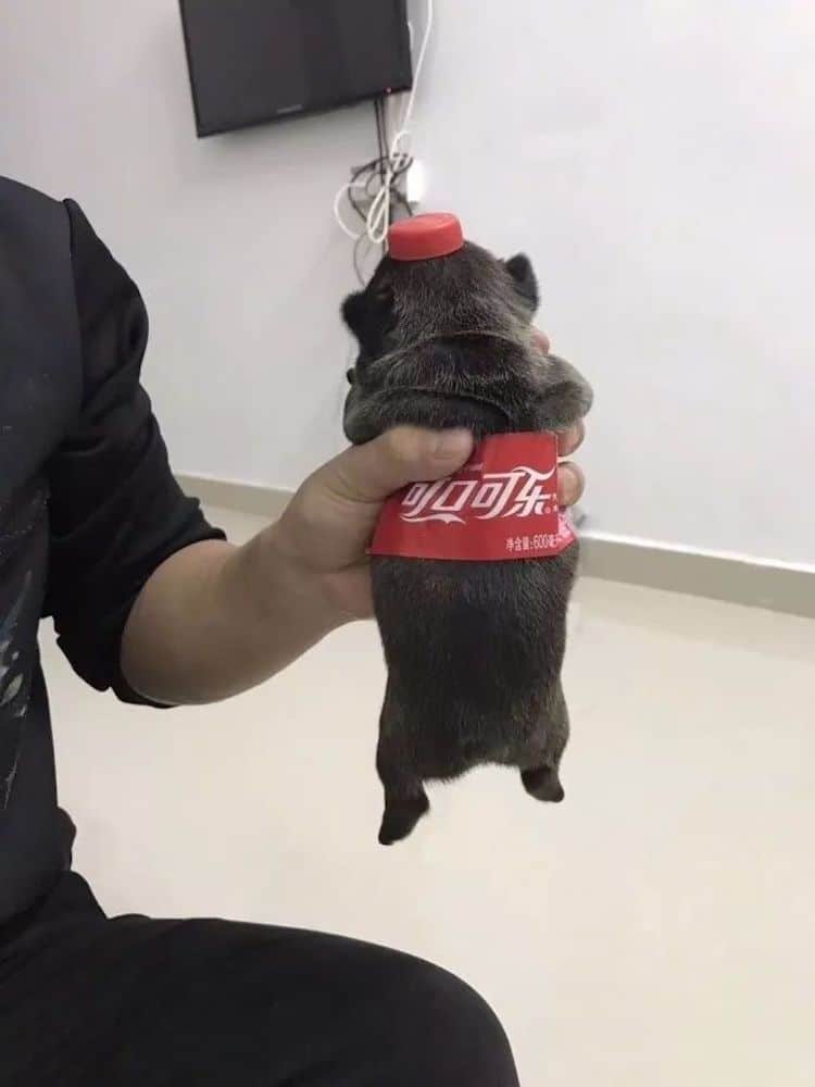 Have you ever seen coca cola puppy? r/aww