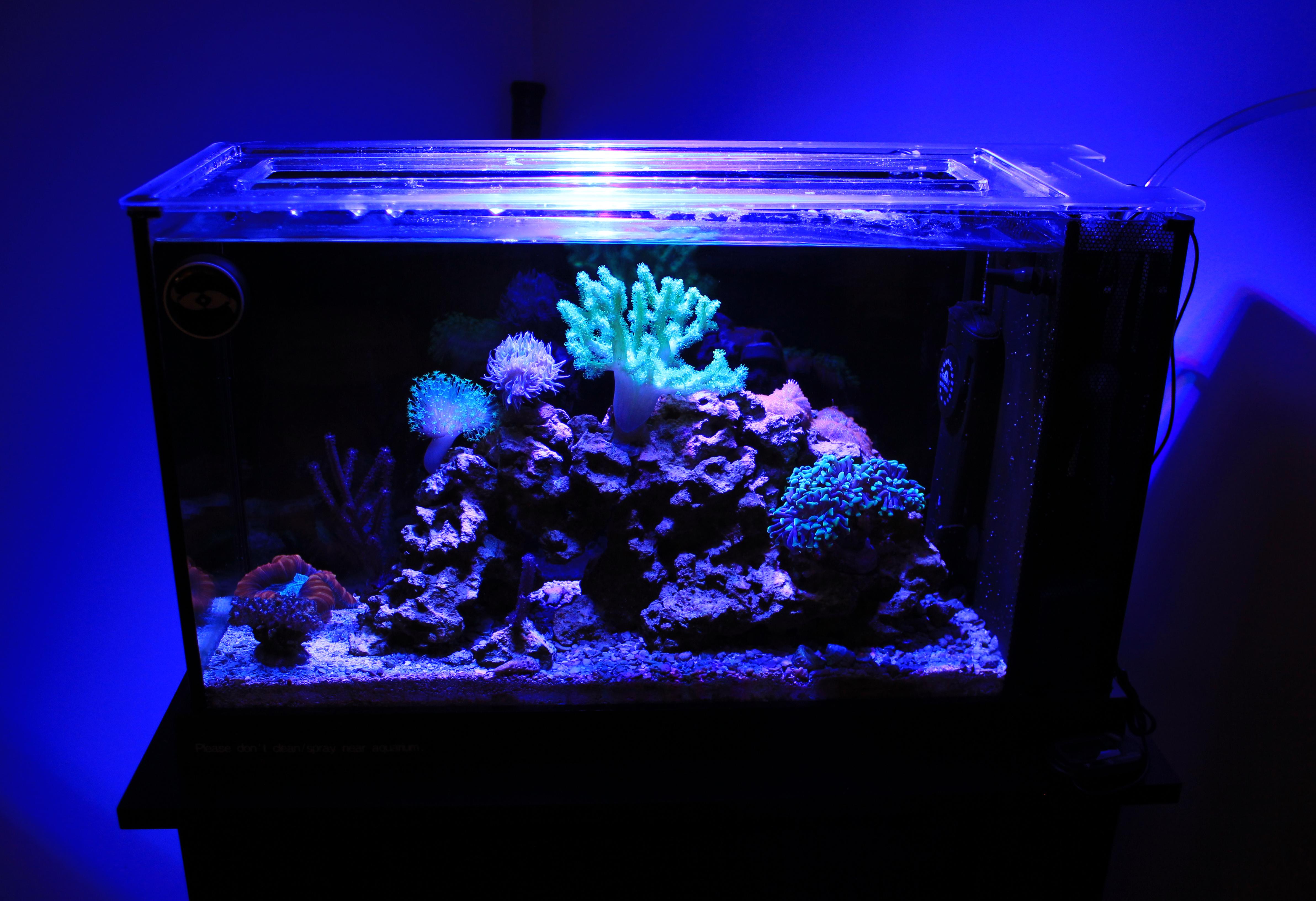 First time trying to photograph my 5 gallon pico reef tank. Link to