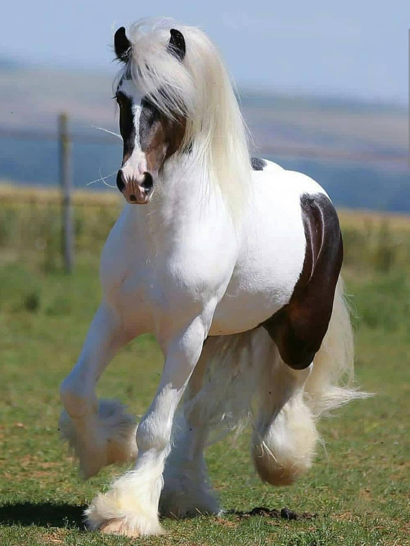 This horse has nicer hair than a lot of us r/aww