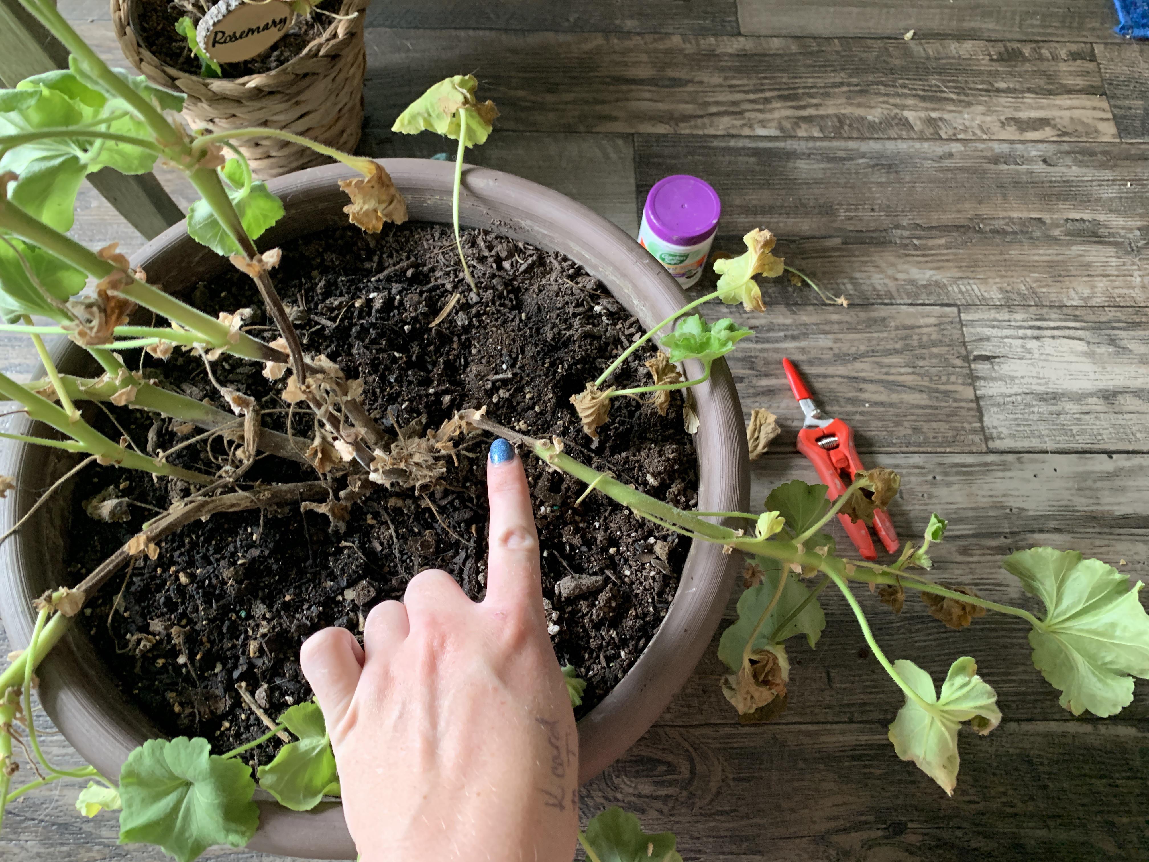 Geranium root rot recovery help! Zoom in on my fingertip. More in