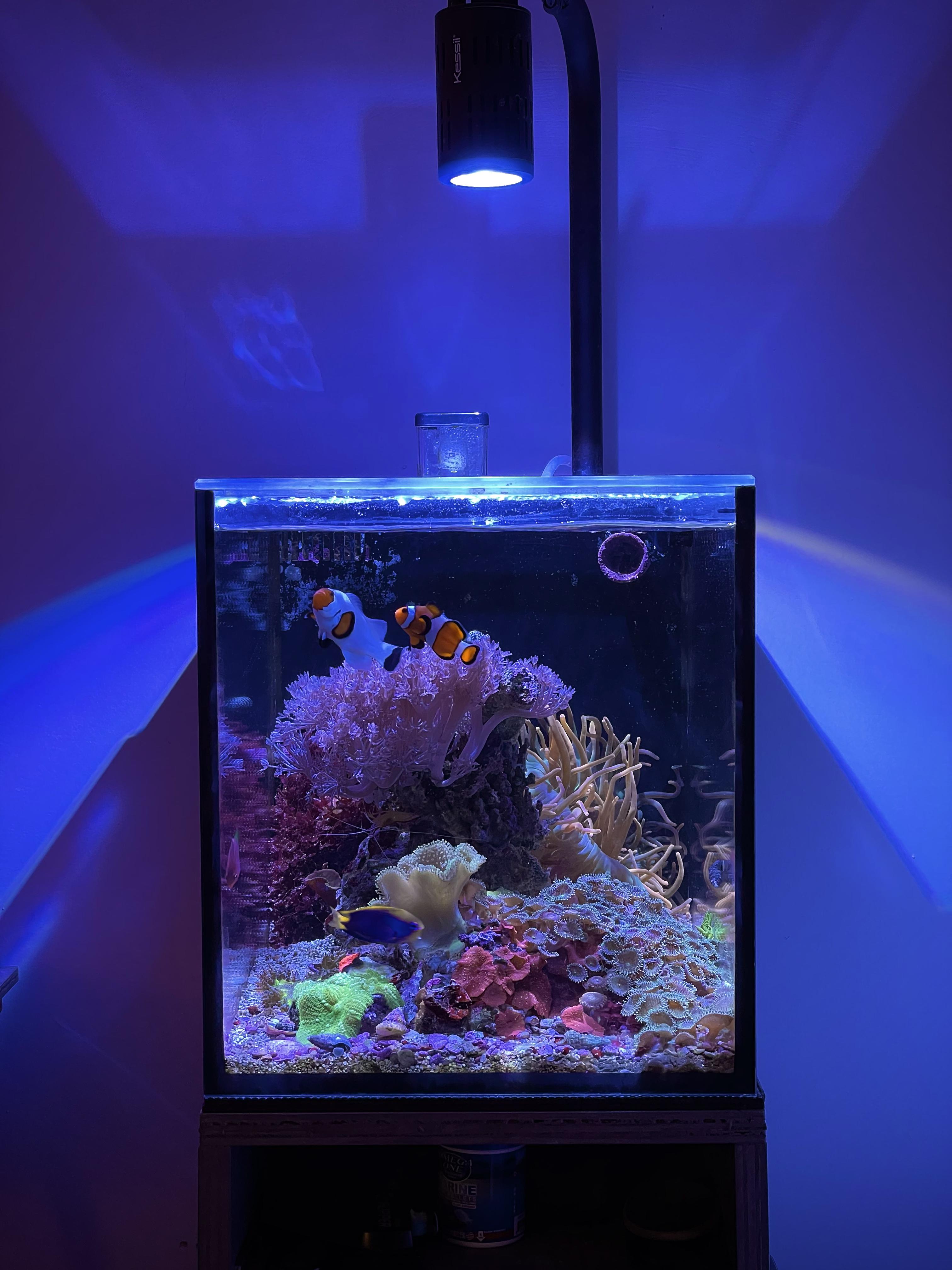 10000 best Reef Tank images on Pholder Reef Tank, Aquariums and