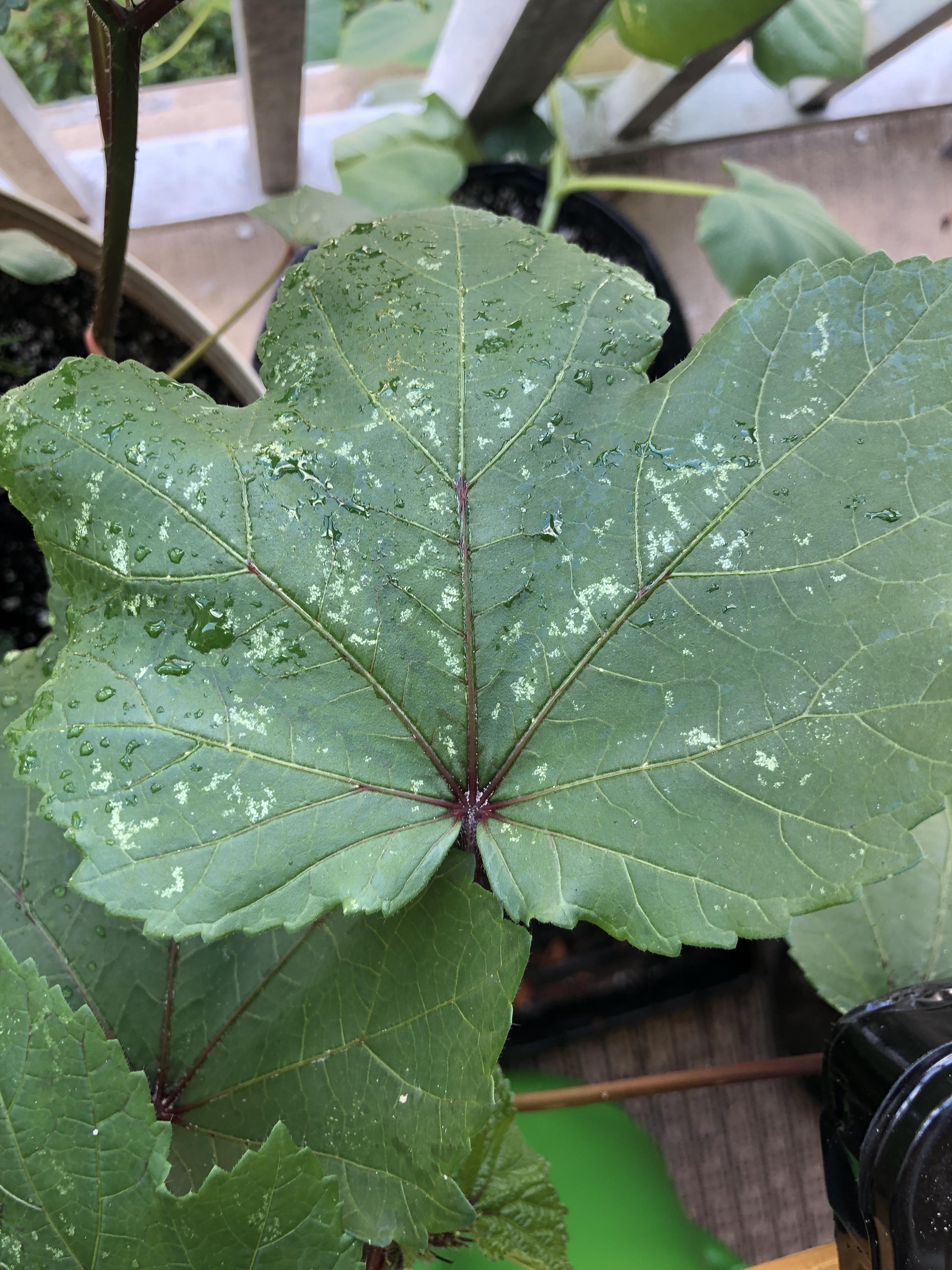 Are these white spots on my okra just sun damage or are they something