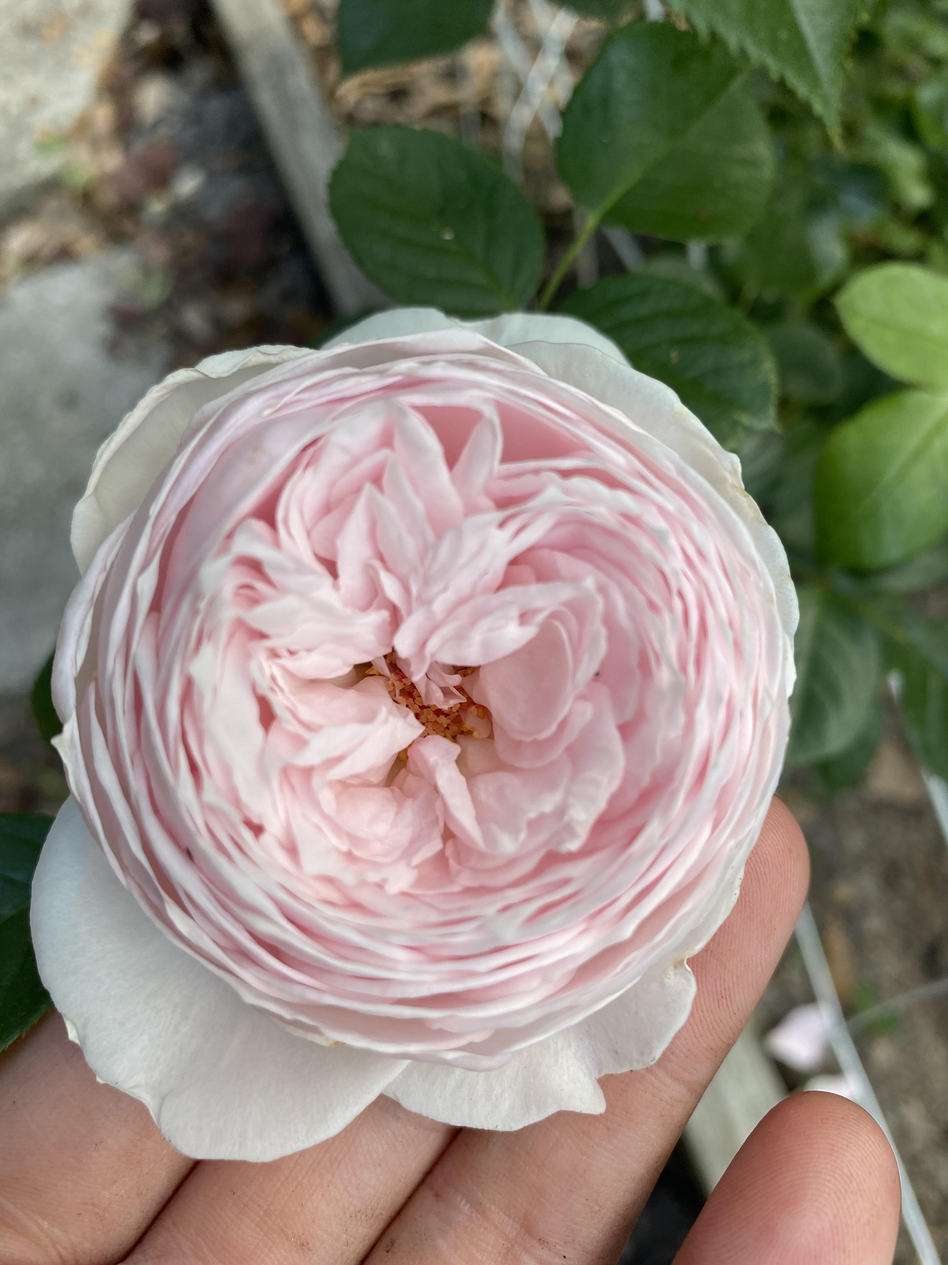 Earth Angel rose r/gardening