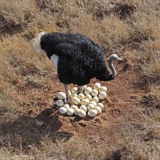 Ostrich mother protects her eggs AnimalsBeingMoms