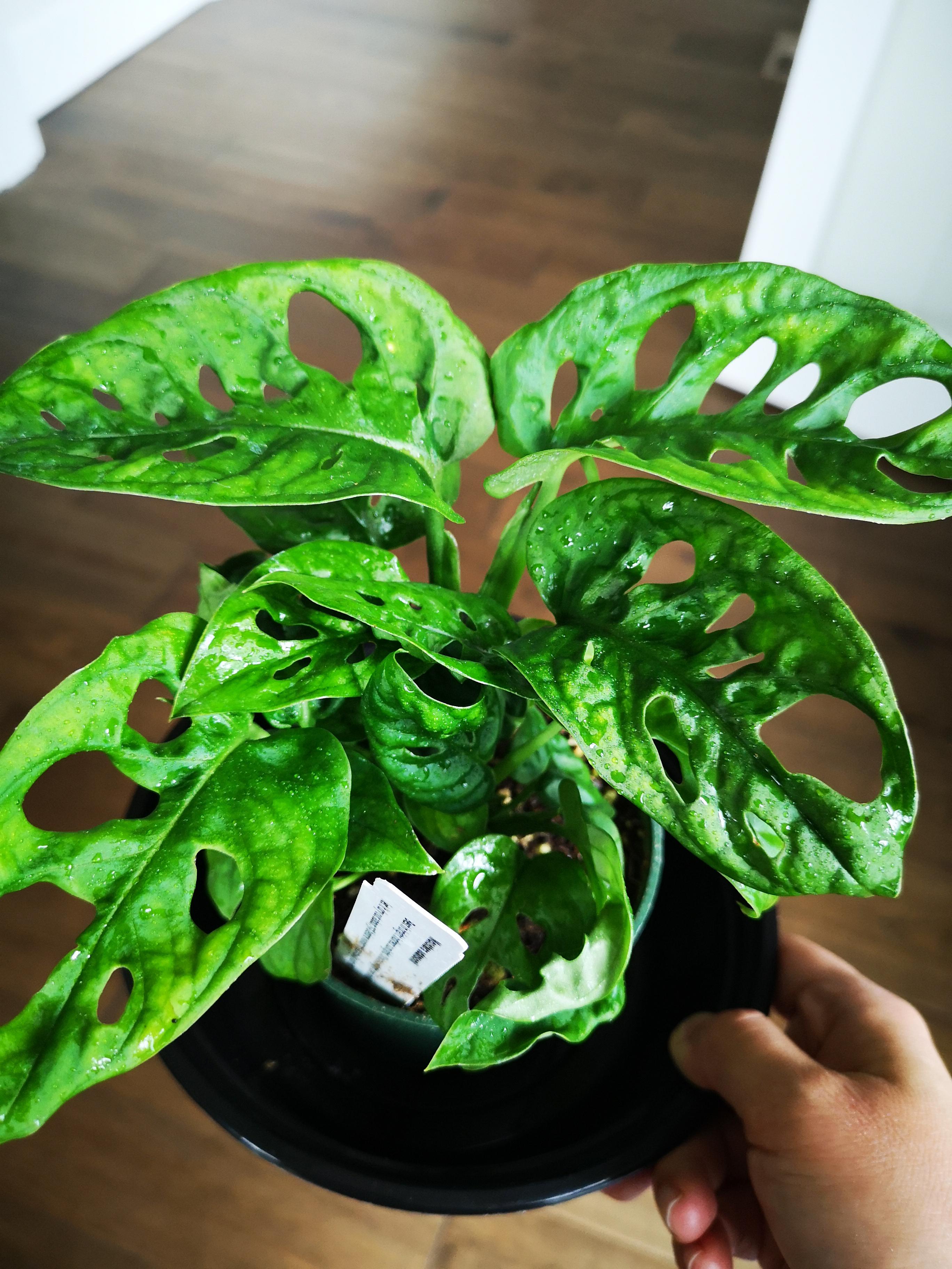 I really need to stop buying plant!!! Even grocery shopping is unsafe