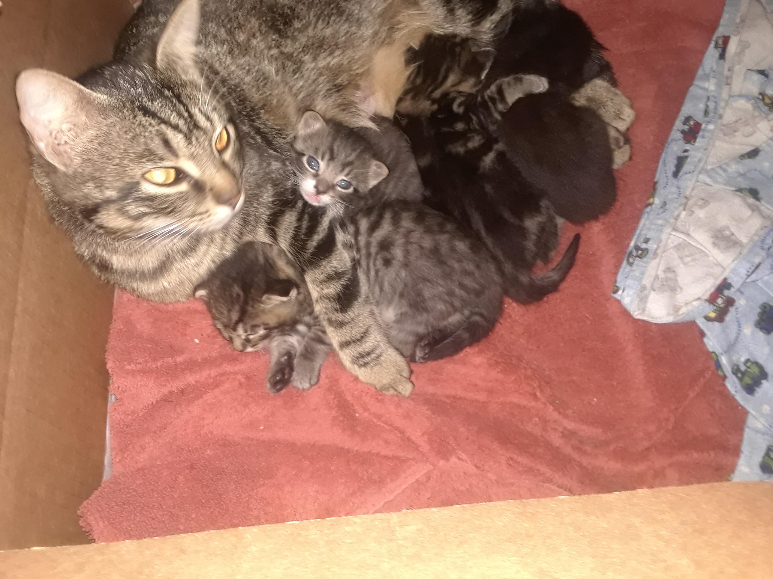 My 10 month old kitten Kitkat and her 4, 4 week old kittens Snickers