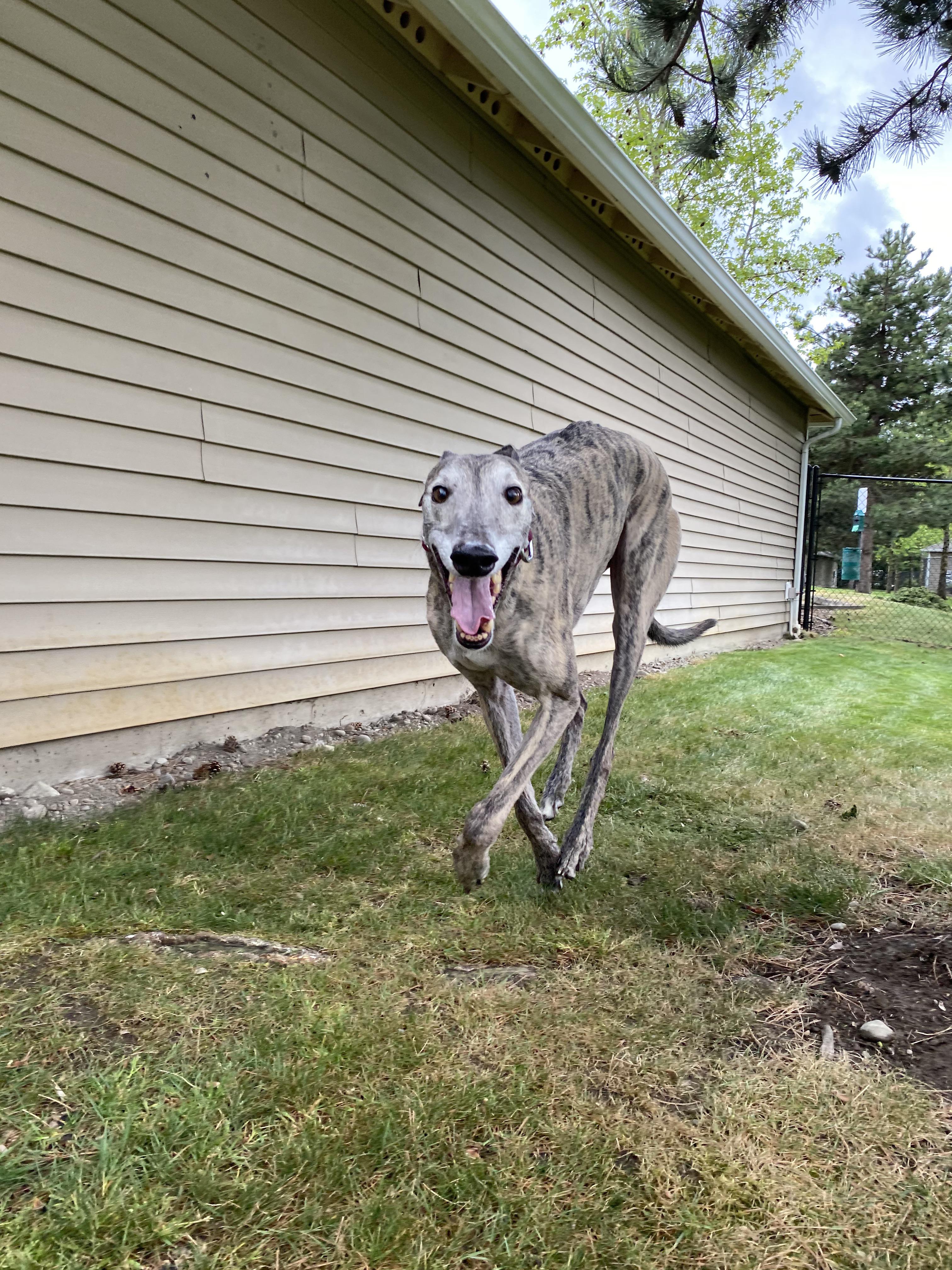 Apartment complex put in a dog run and Blaze is the happiest pup he’s