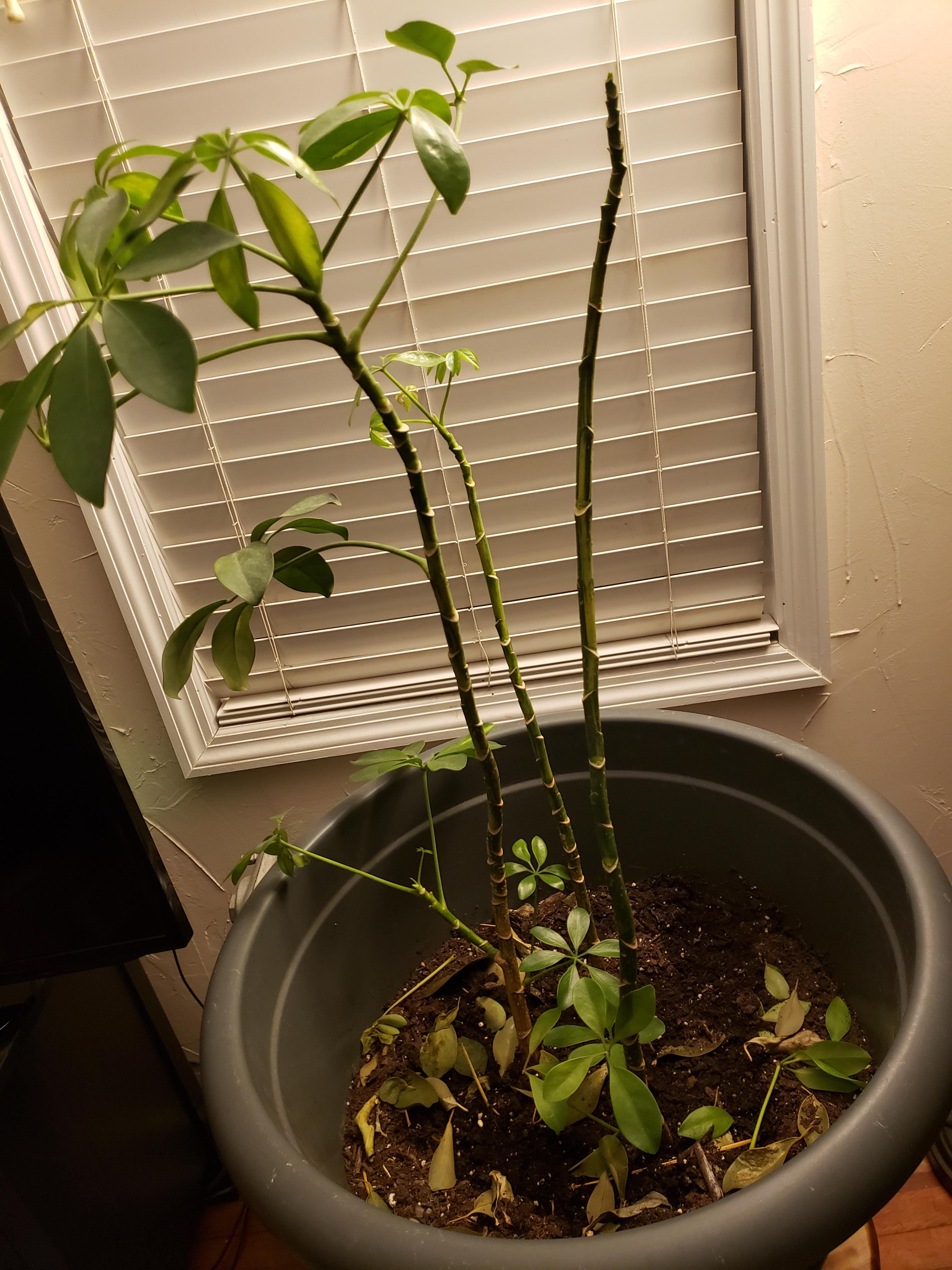 Help! Umbrella tree is dropping leaves. See post below. r/houseplants