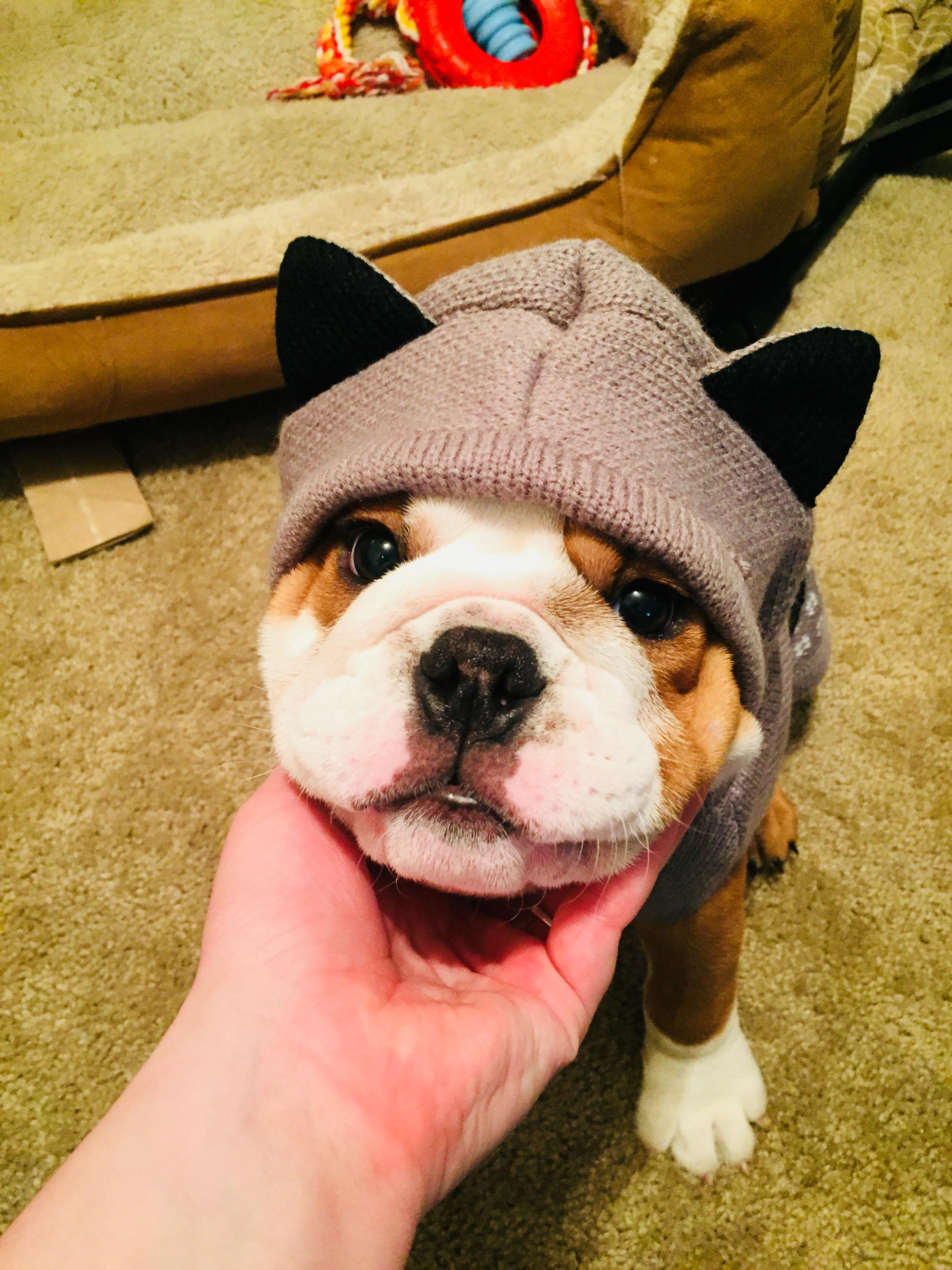 New Sweater for Spike! r/Bulldogs