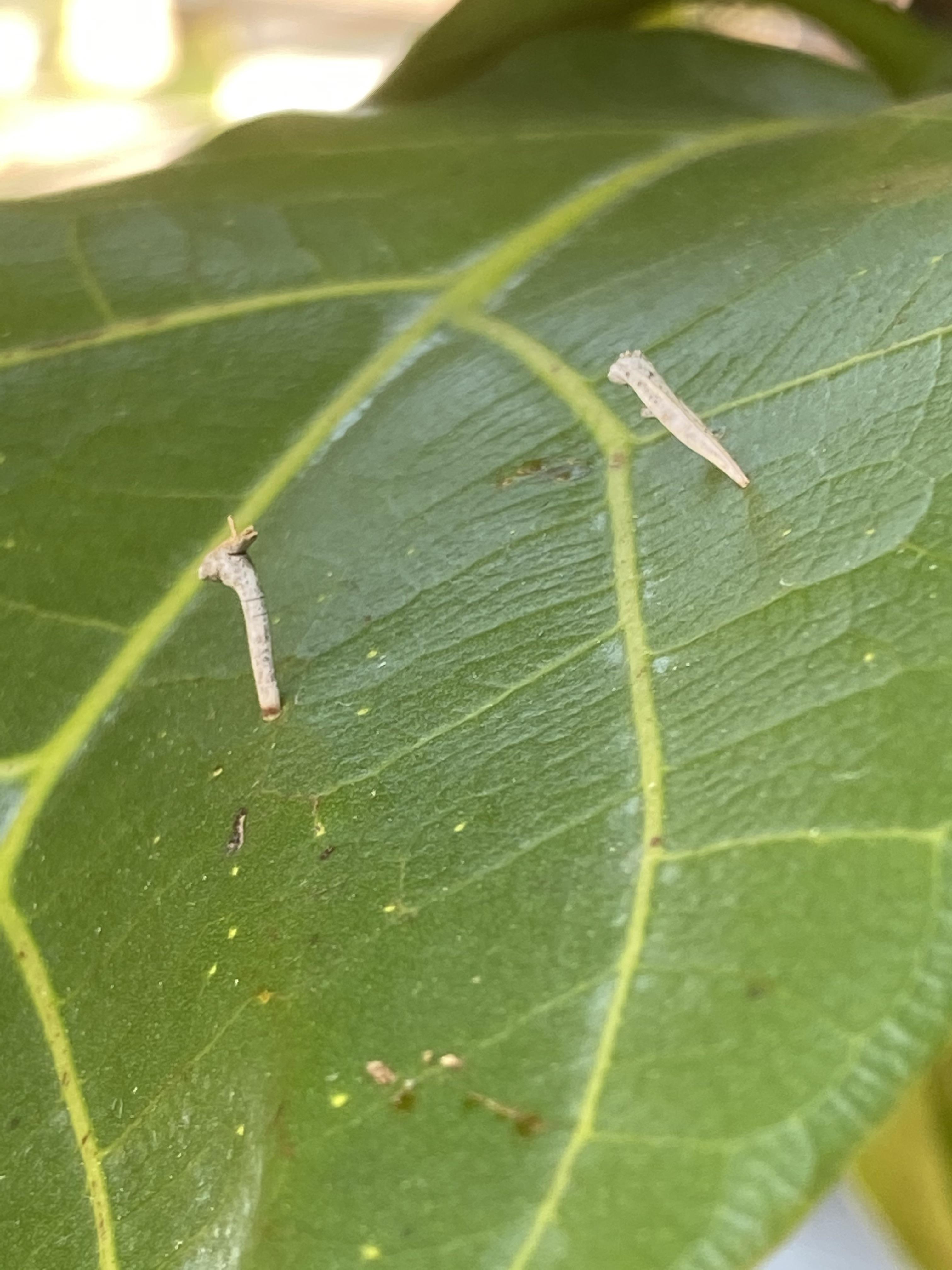 What are these mushroom things growing out of my (outdoor) fiddle leaf