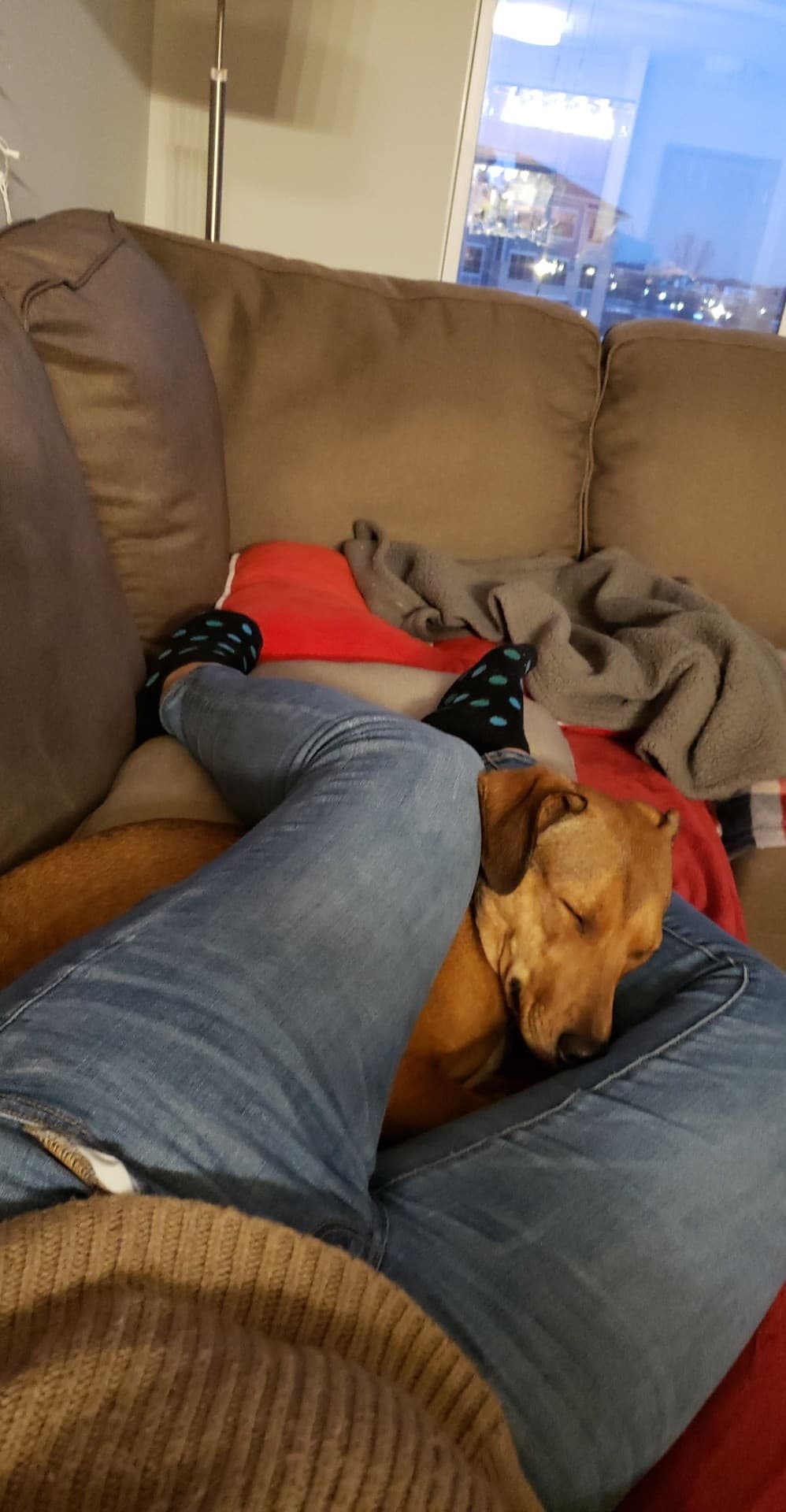 My dog refused to sleep on her bed or the couch. Had to sleep between my legs and huffed at me