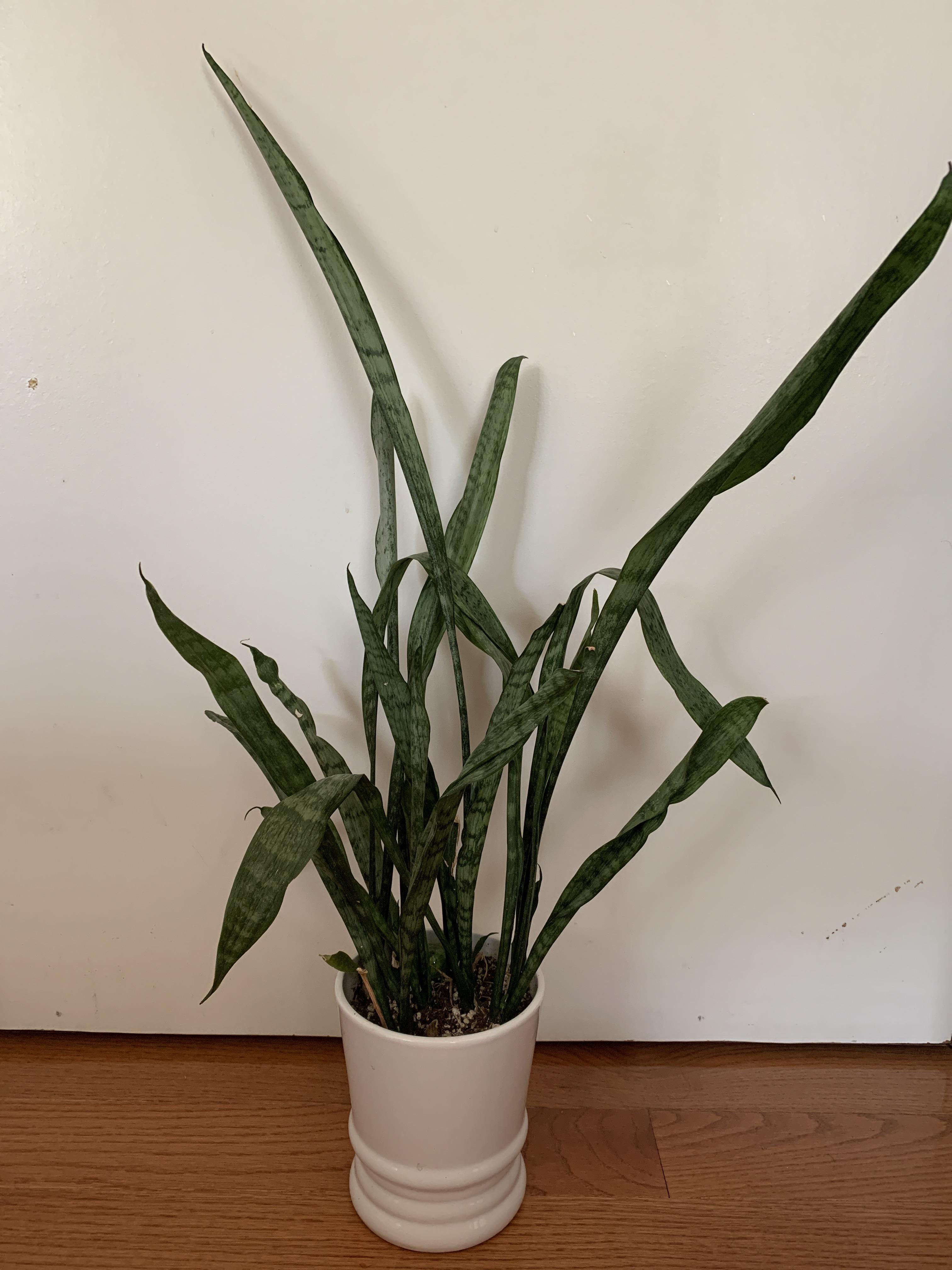 My snake plant is getting very limp and droopy! Can anyone help? r