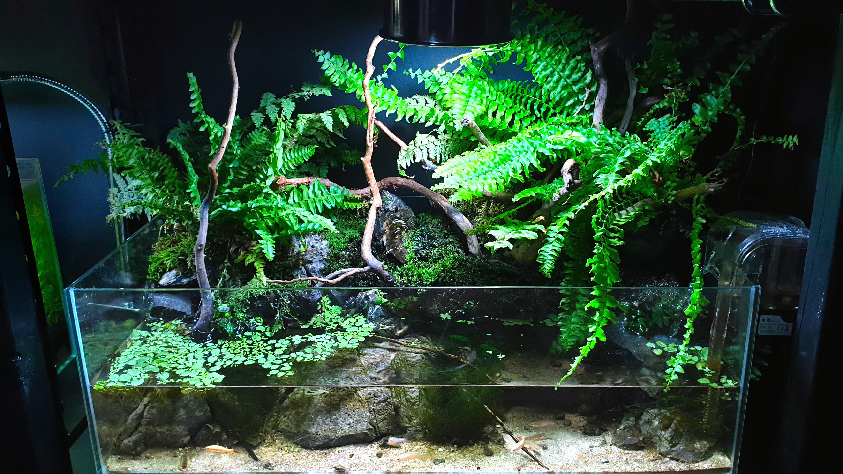 Natural Fish Tank. Now 99 Days old and doing well. PlantedTank
