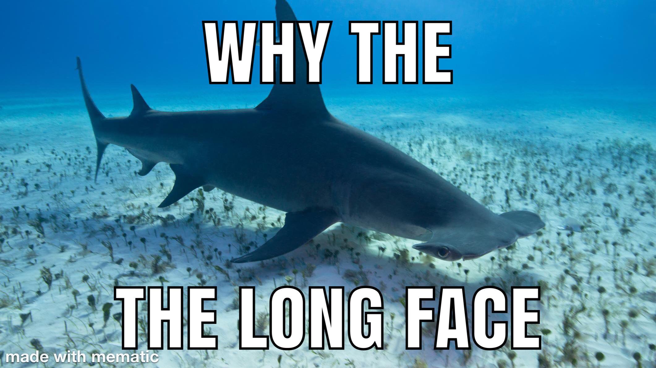 Hammerhead shark big sad r/memes