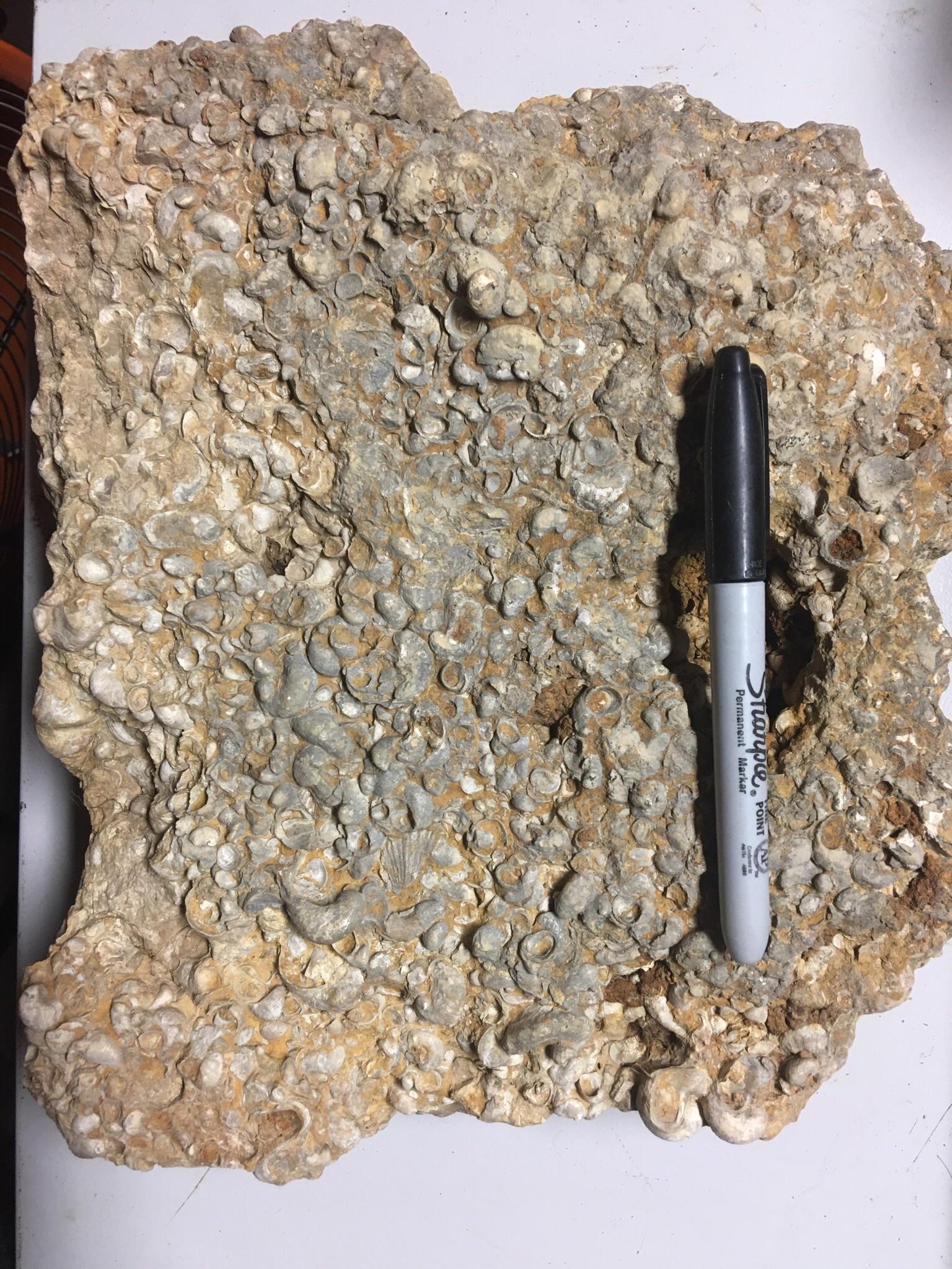 Oyster bed I found in Central Texas r/FossilPorn