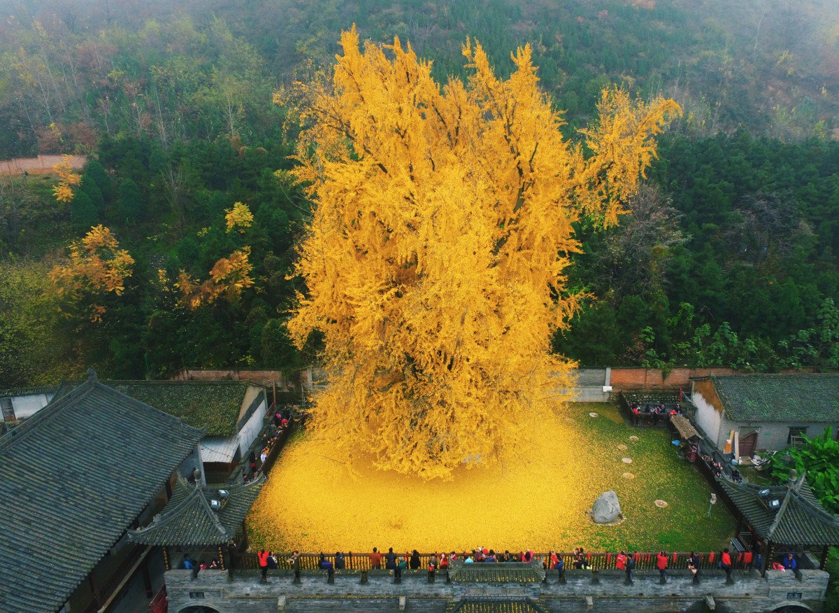 1400 year old Gingko tree with incredible yellow leaves r/pics