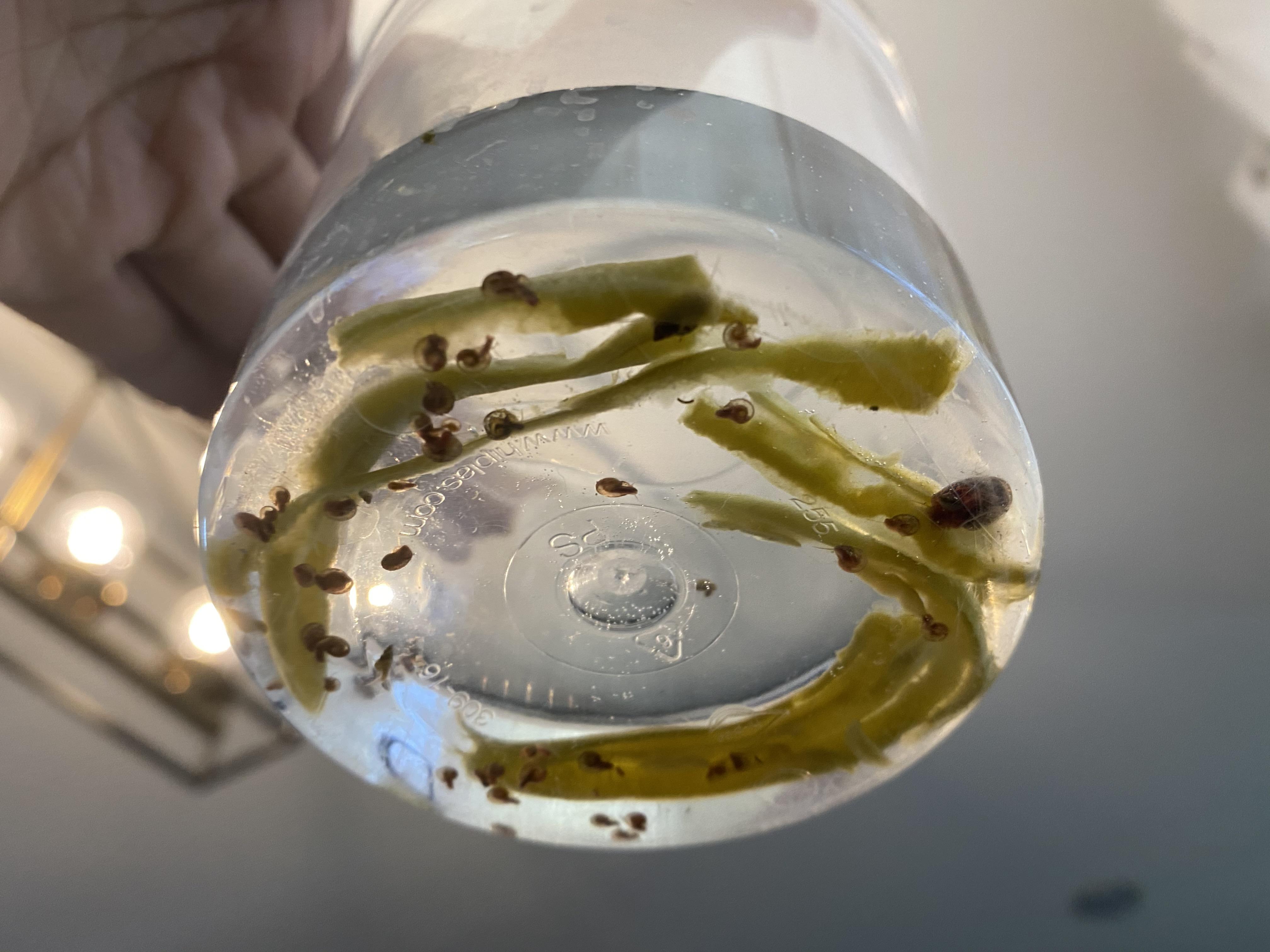 [FS/FT] Las Vegas 5 Variety of Snails r/AquaSwap