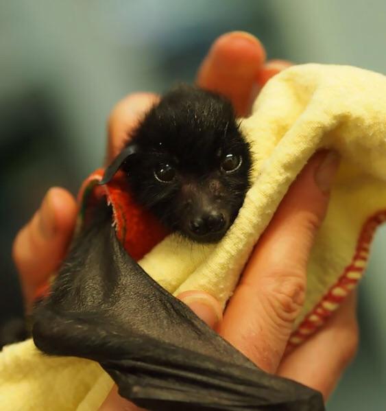 Baby bat gets rescued after mother abandons it r/cute