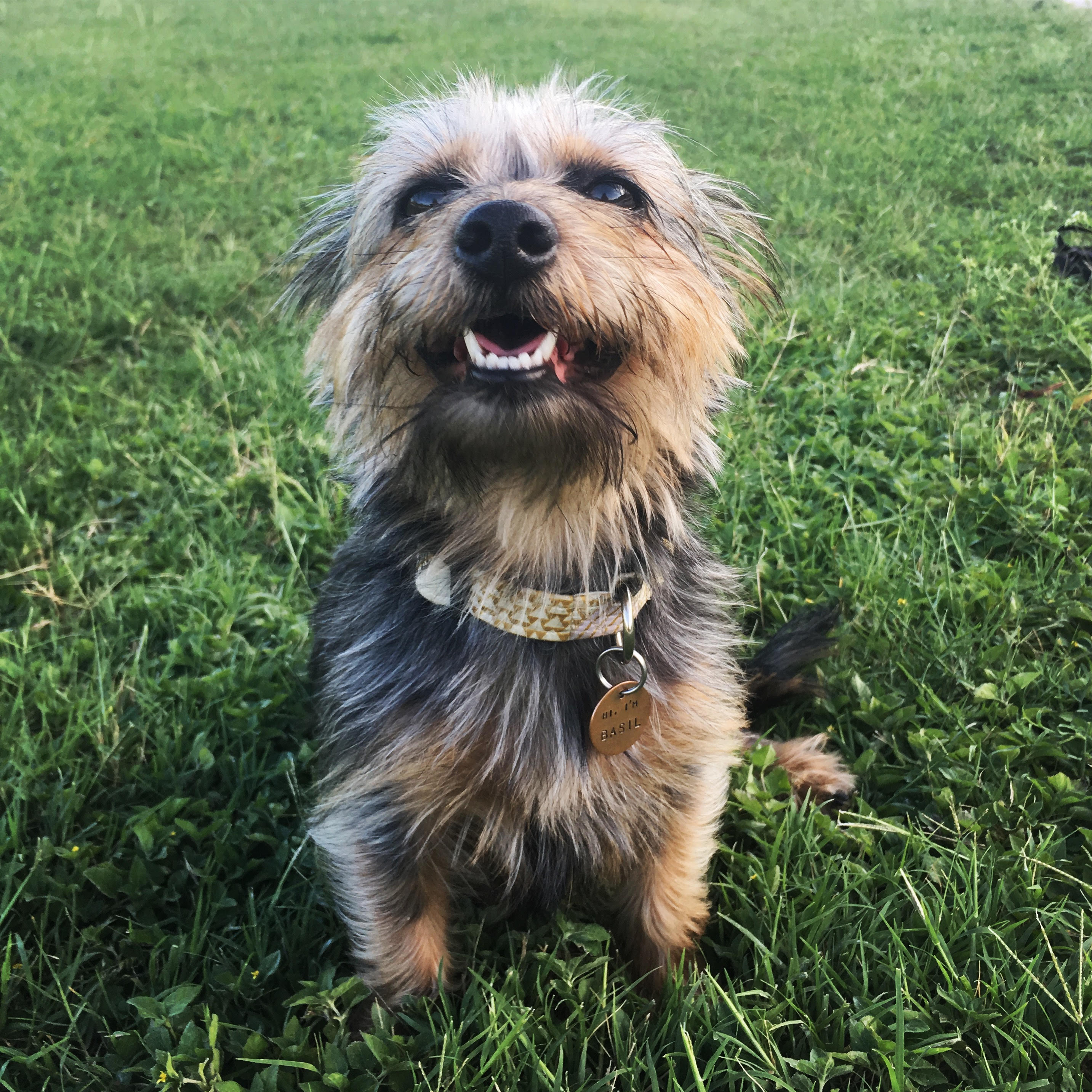 Lost Dog Yorkie Dachshund Mix Close to Roy G. Guerrero