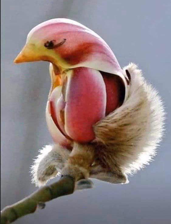 Beautiful and amazing. The Yulan magnolia blossoms appear to look like