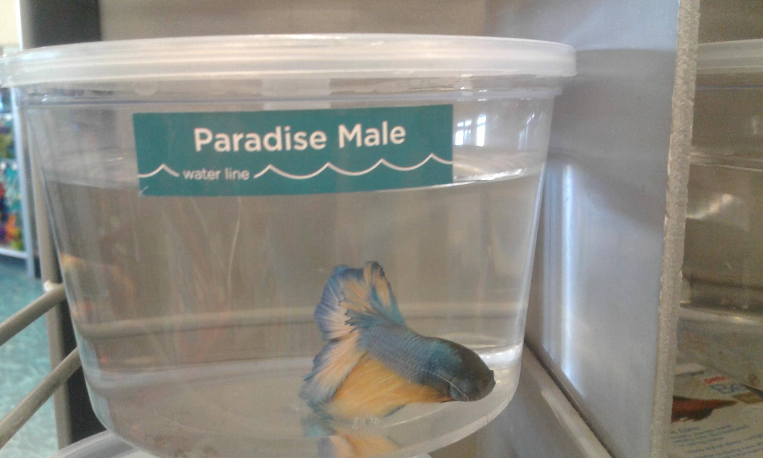 This man is at petco in sequim, I feel so bad I can't rescue