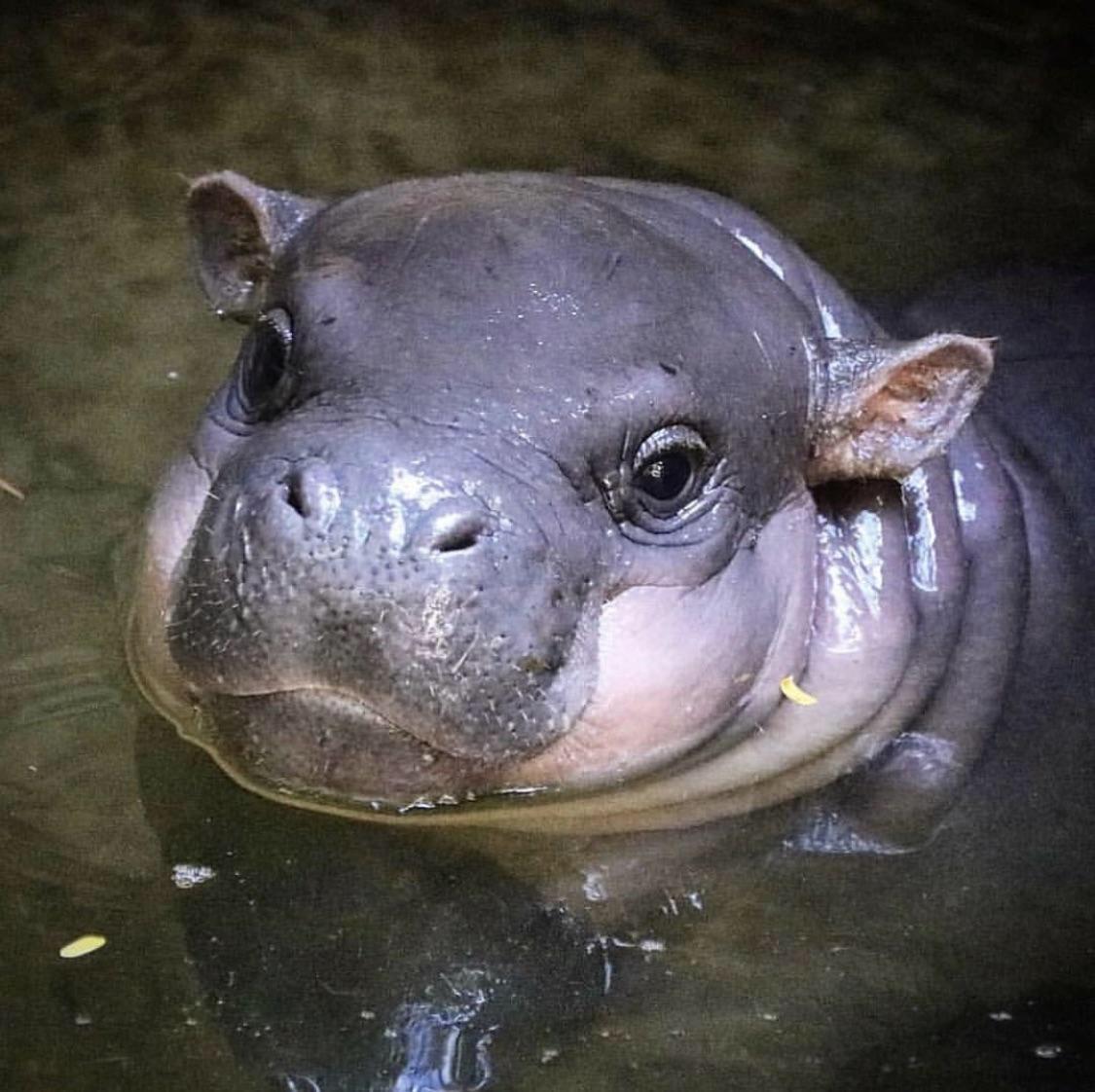 Baby hippo (cutest thing ever) r/zoology