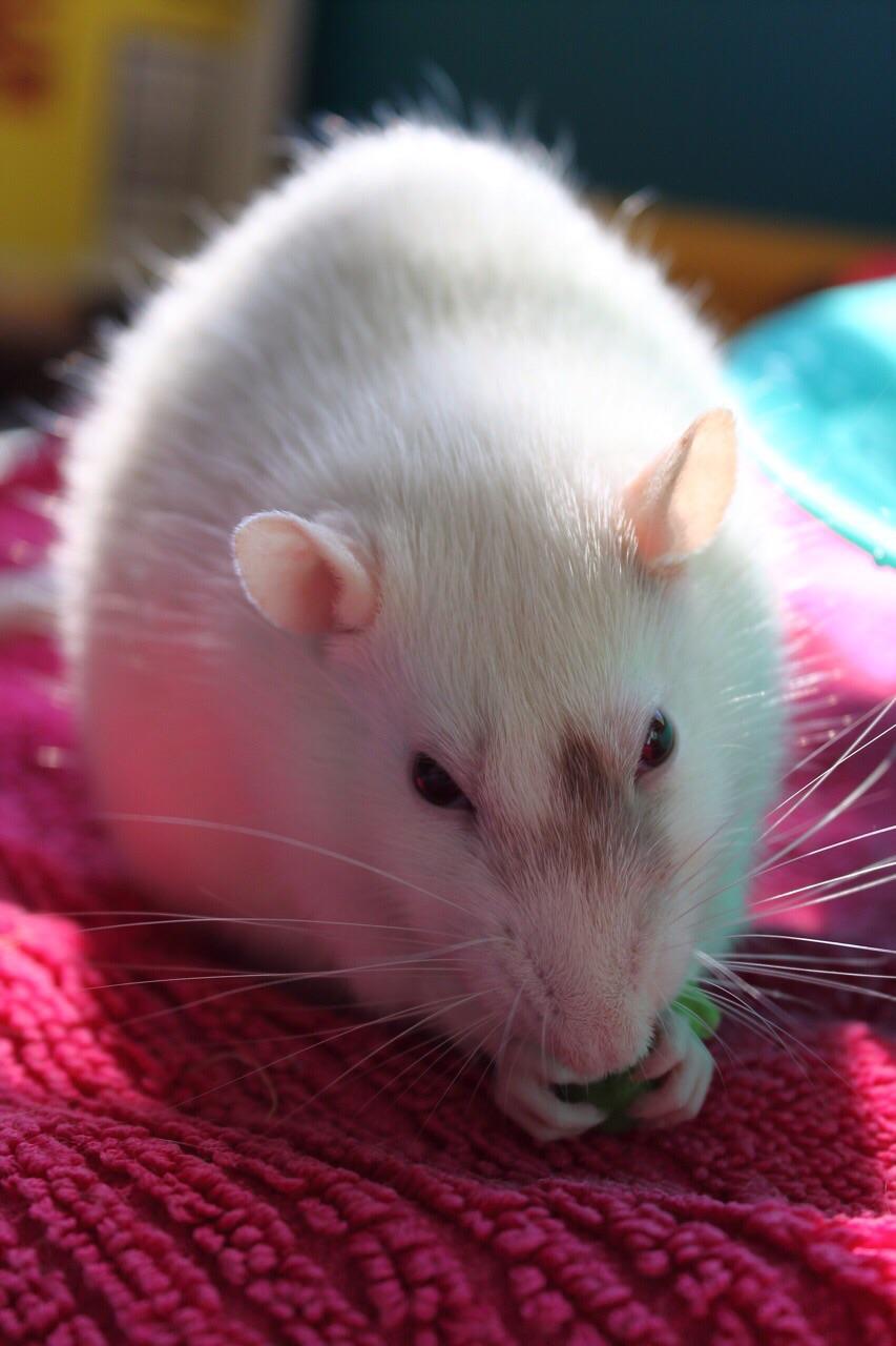 Lost my heart rat, Blueberry, tonight. RIP Blue. r/RATS