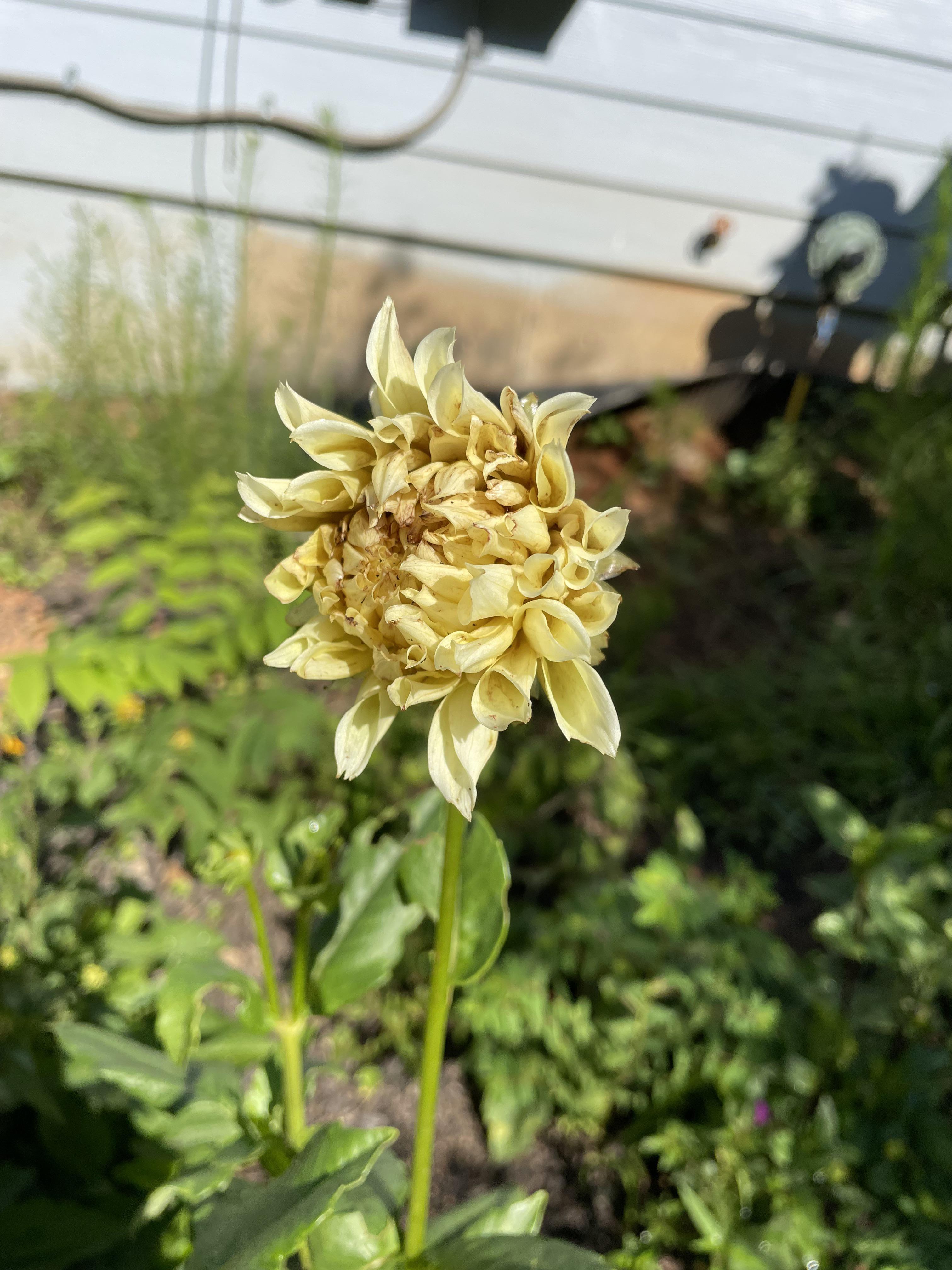 Any ideas why my Dahlia’s blooms always look brown and tired before