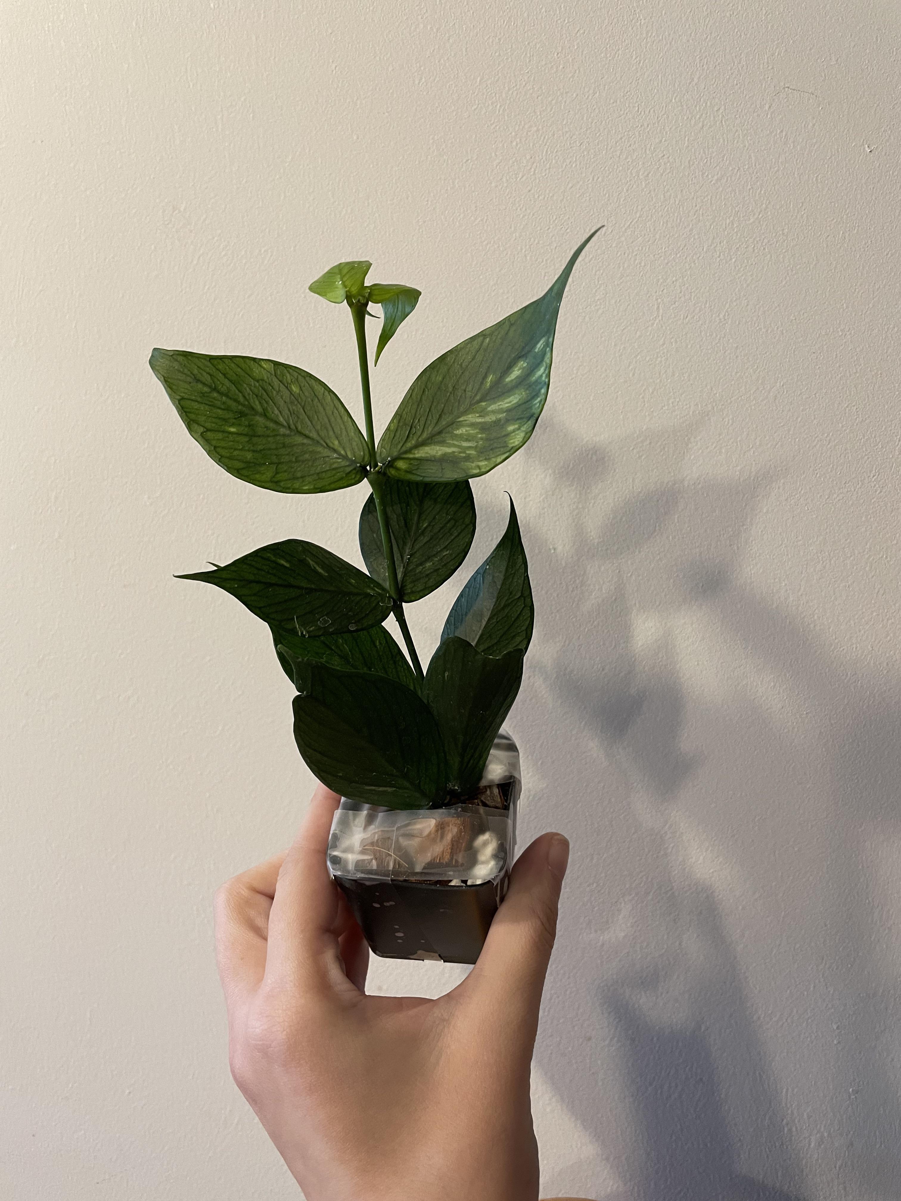 Finally added hoya polyneura to the collection! I love her already 💚