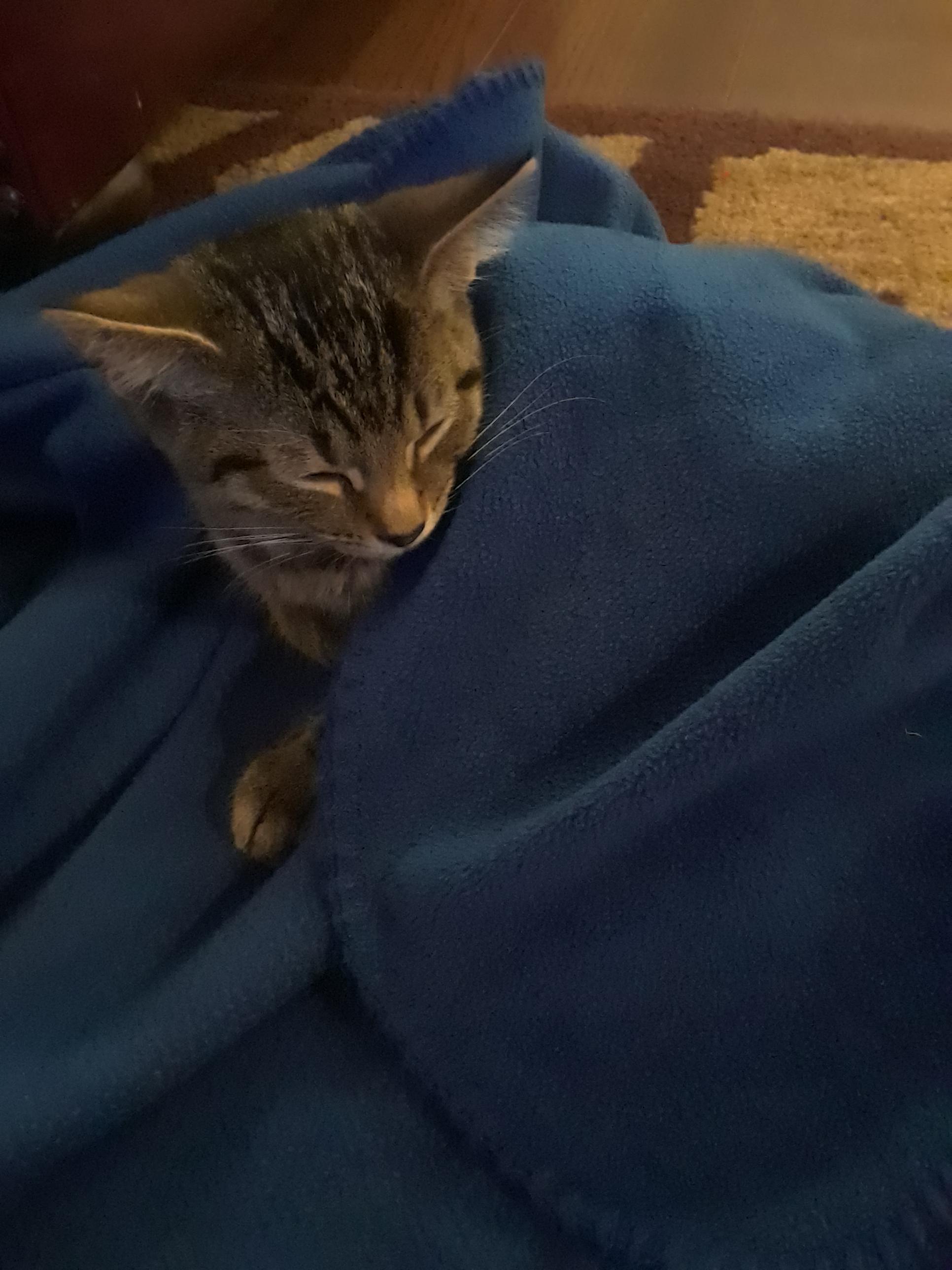 My kitten cheese all tucked in r/tuckedinkitties