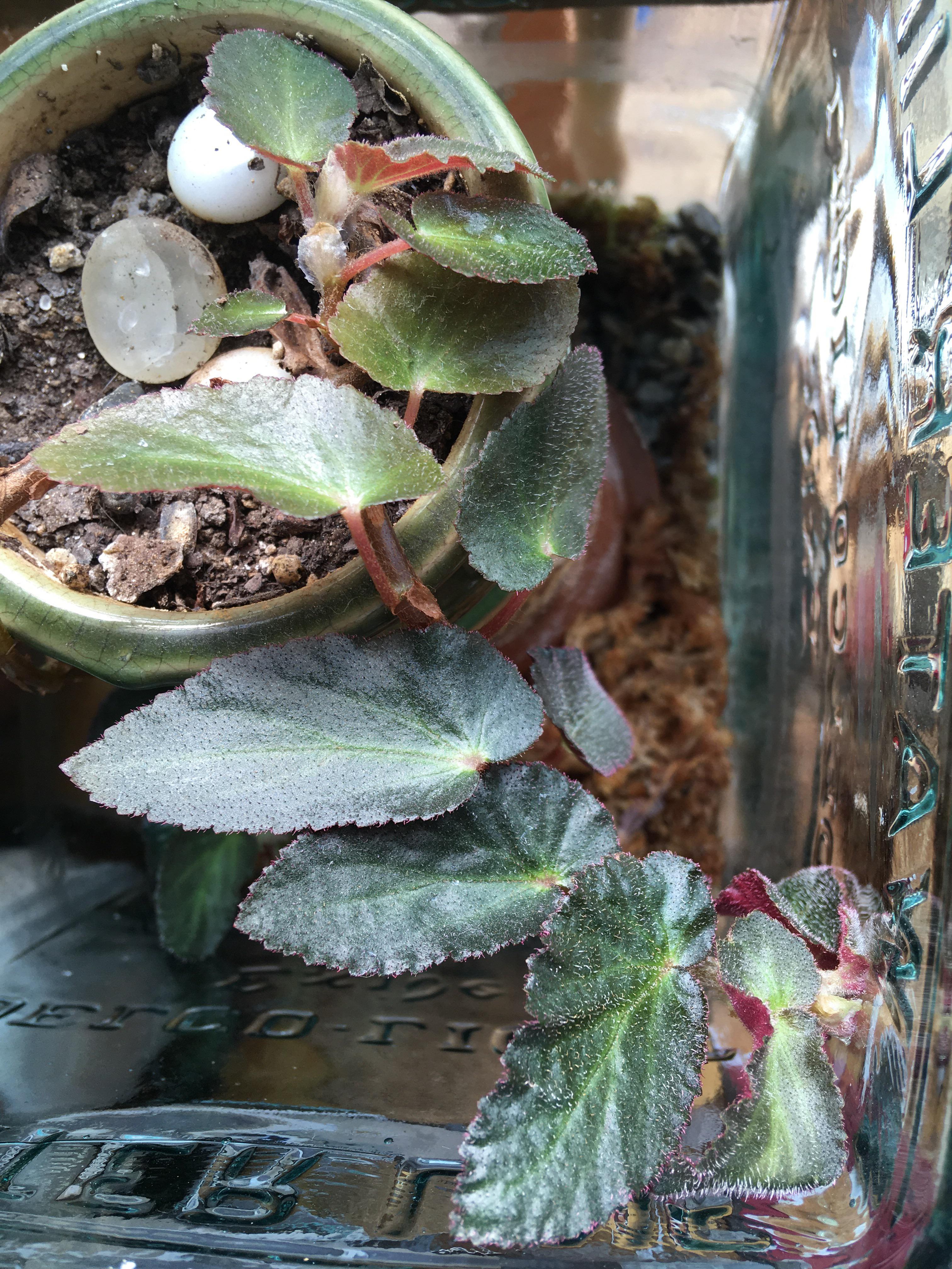 b. withlacoochee is finally taking off since i put her in a glass