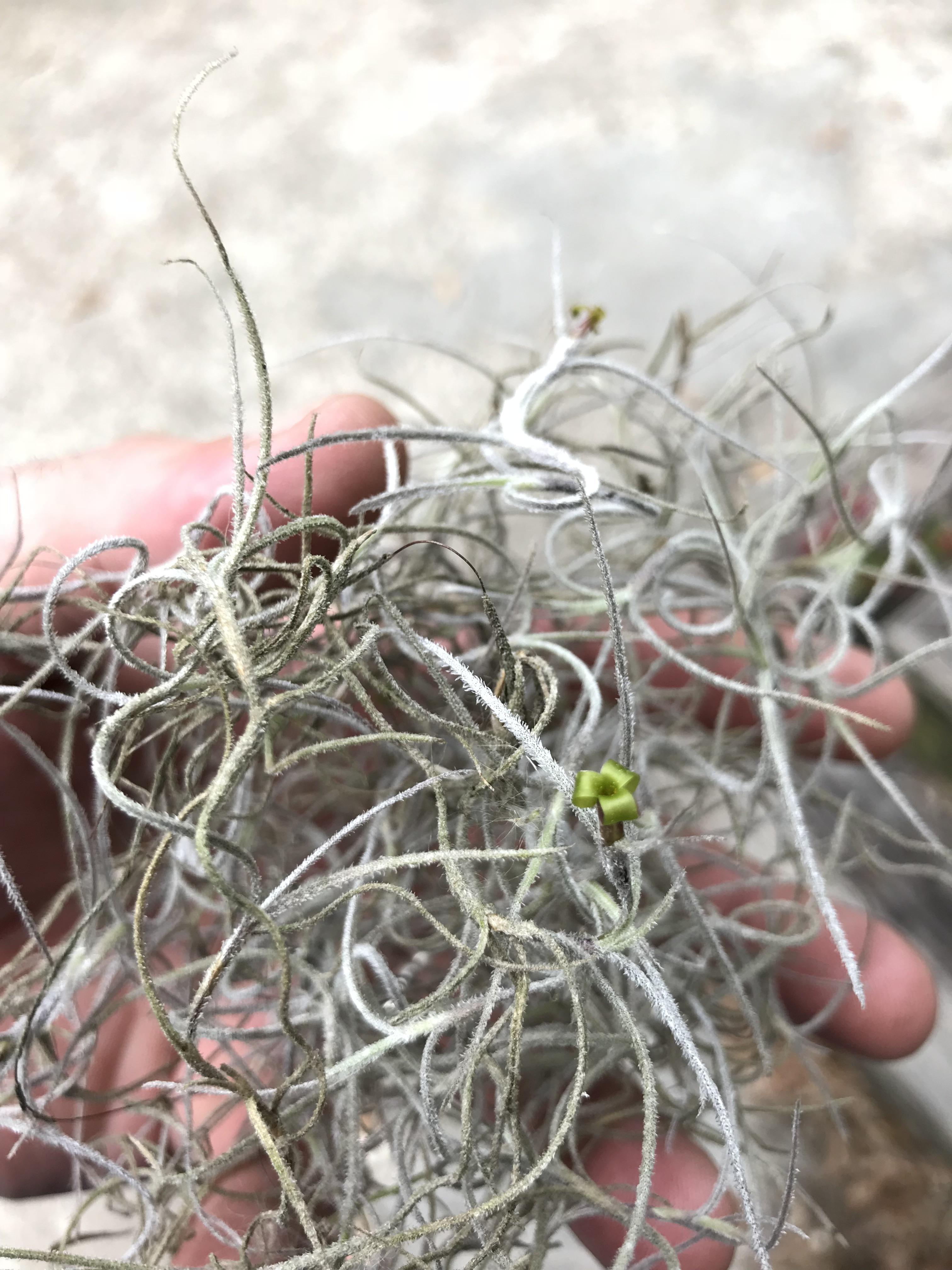 Spanish Moss flower. so tiny. r/airplants