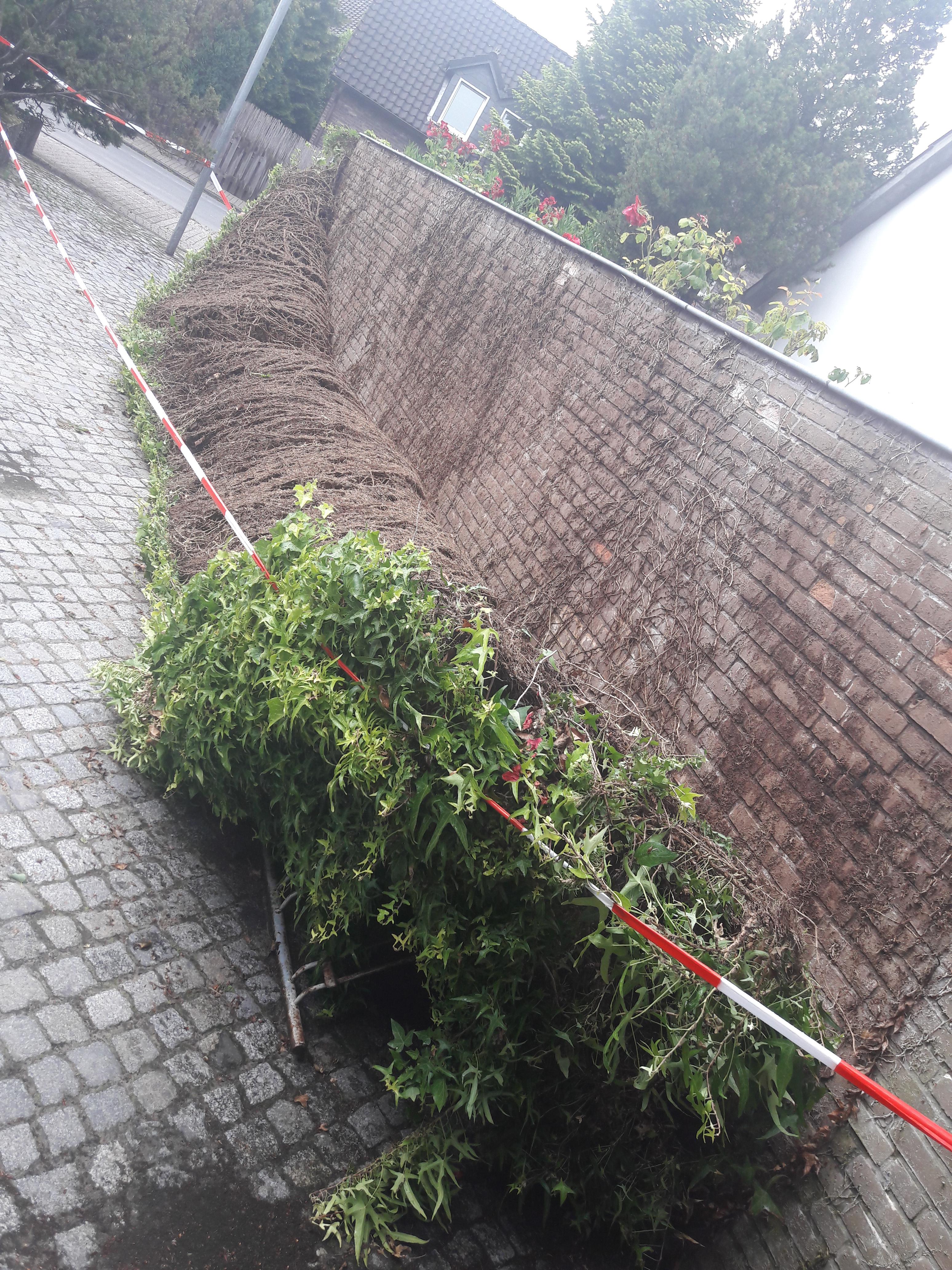 This climbing plant peeled off of a wall by a storm r/mildlyinteresting