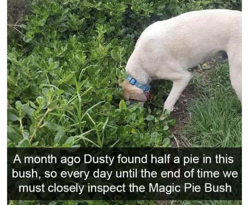 Not my dog , just saw that on twitter r/MadeMeSmile