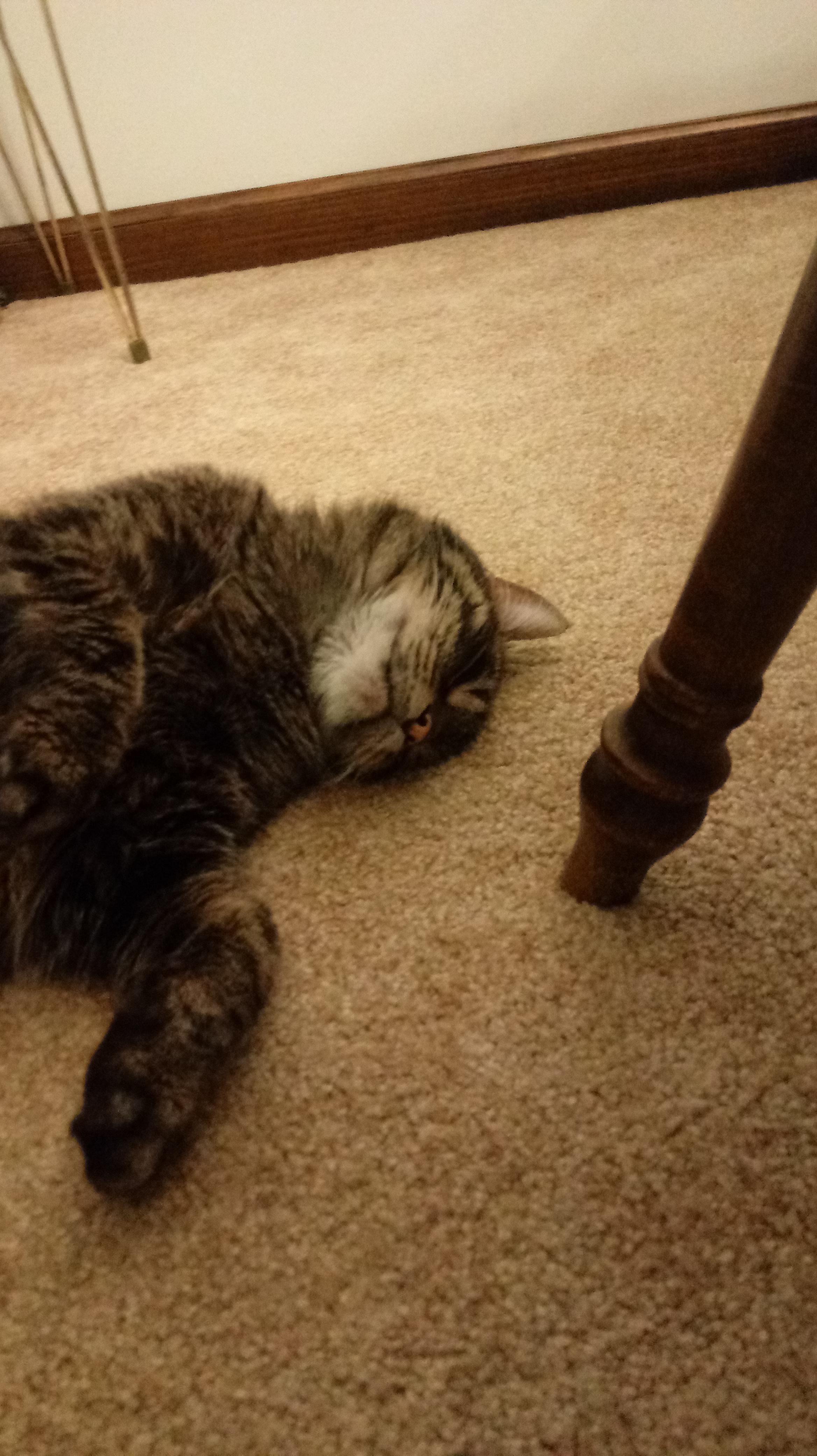 He loved sleeping with his head upsidedown r/aww