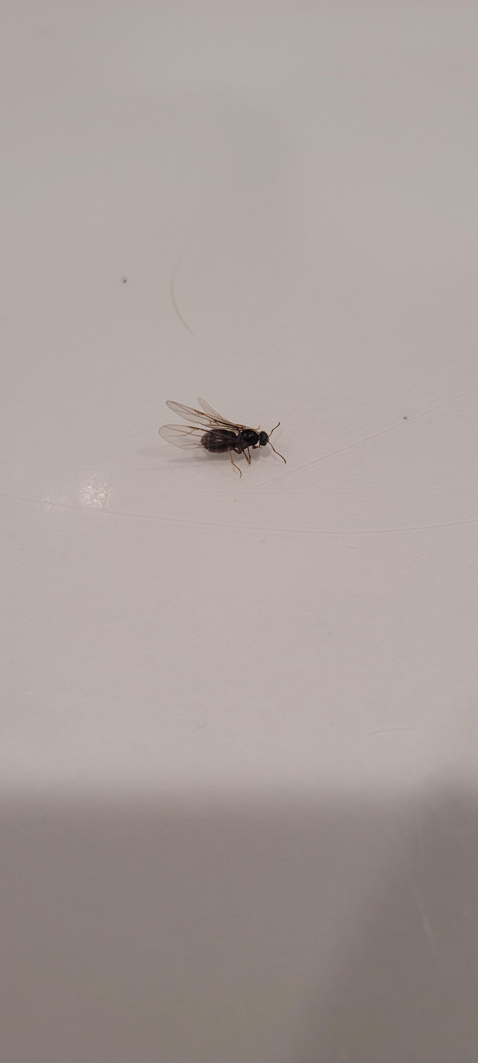 What is this bug. Found just 1 flying in the house & killed it. : r