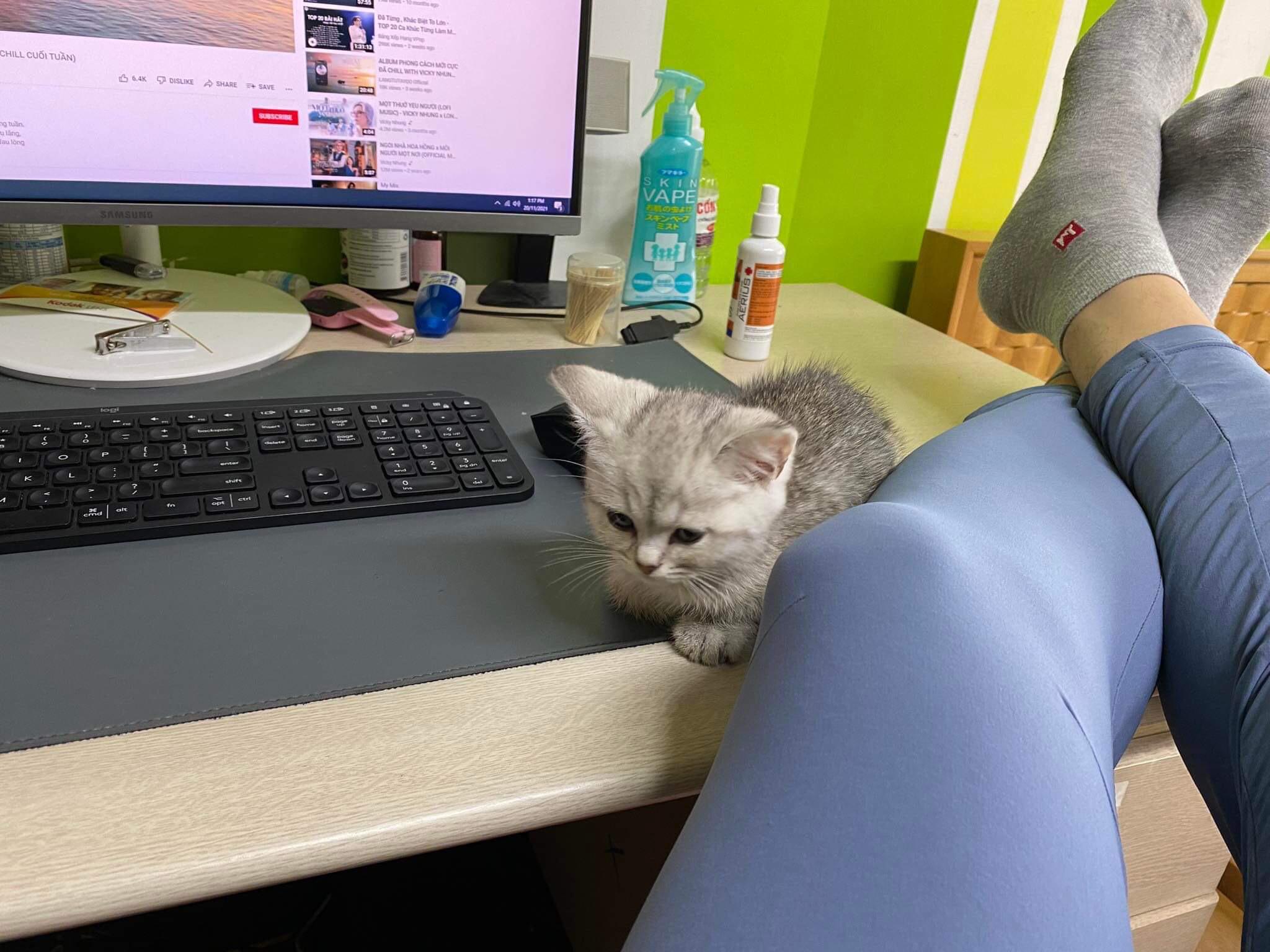 Just bought a Kitten today r/kittencoin_ASA