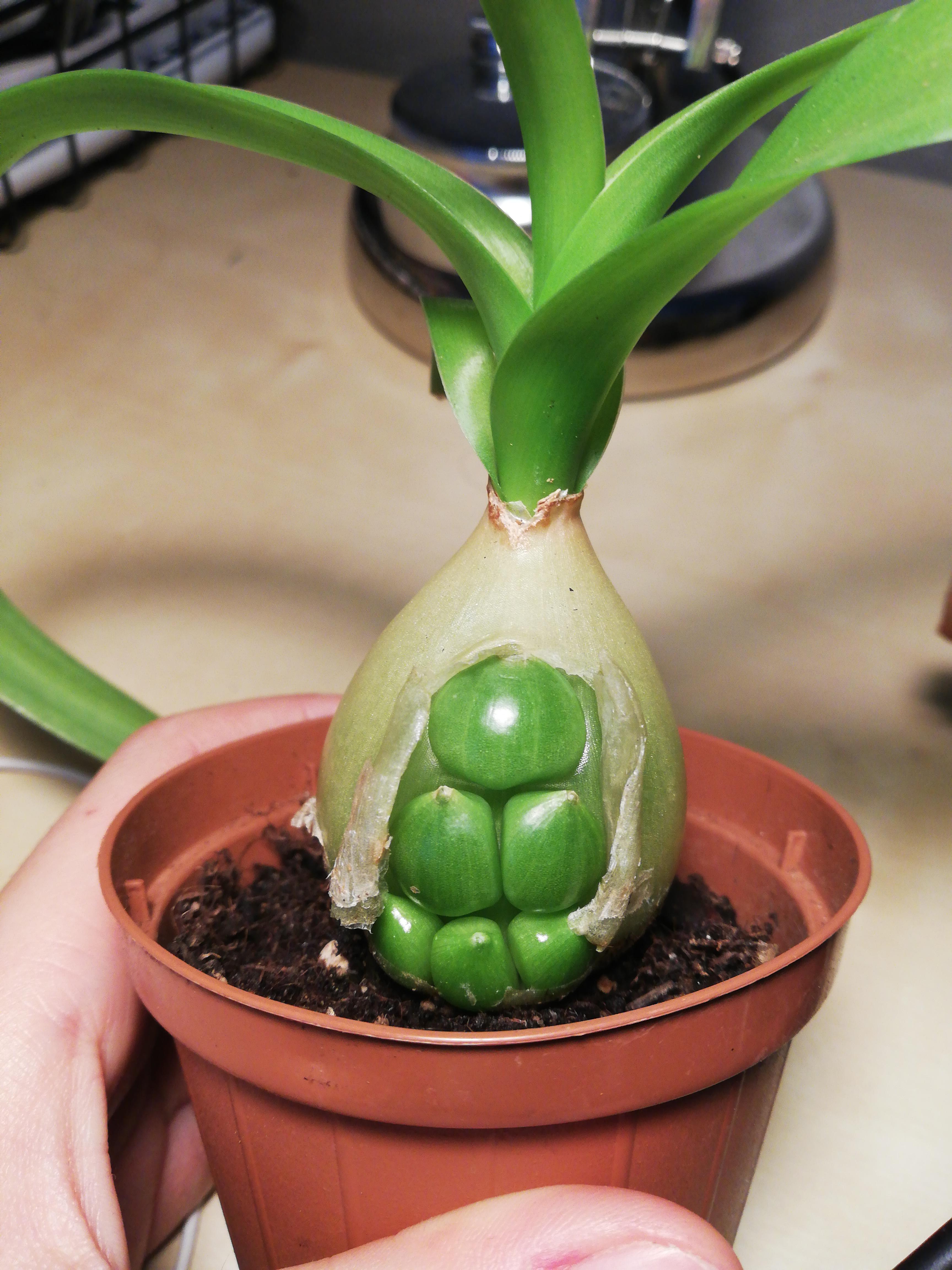 My pregnant onion living up to its name r/PlantParenthood