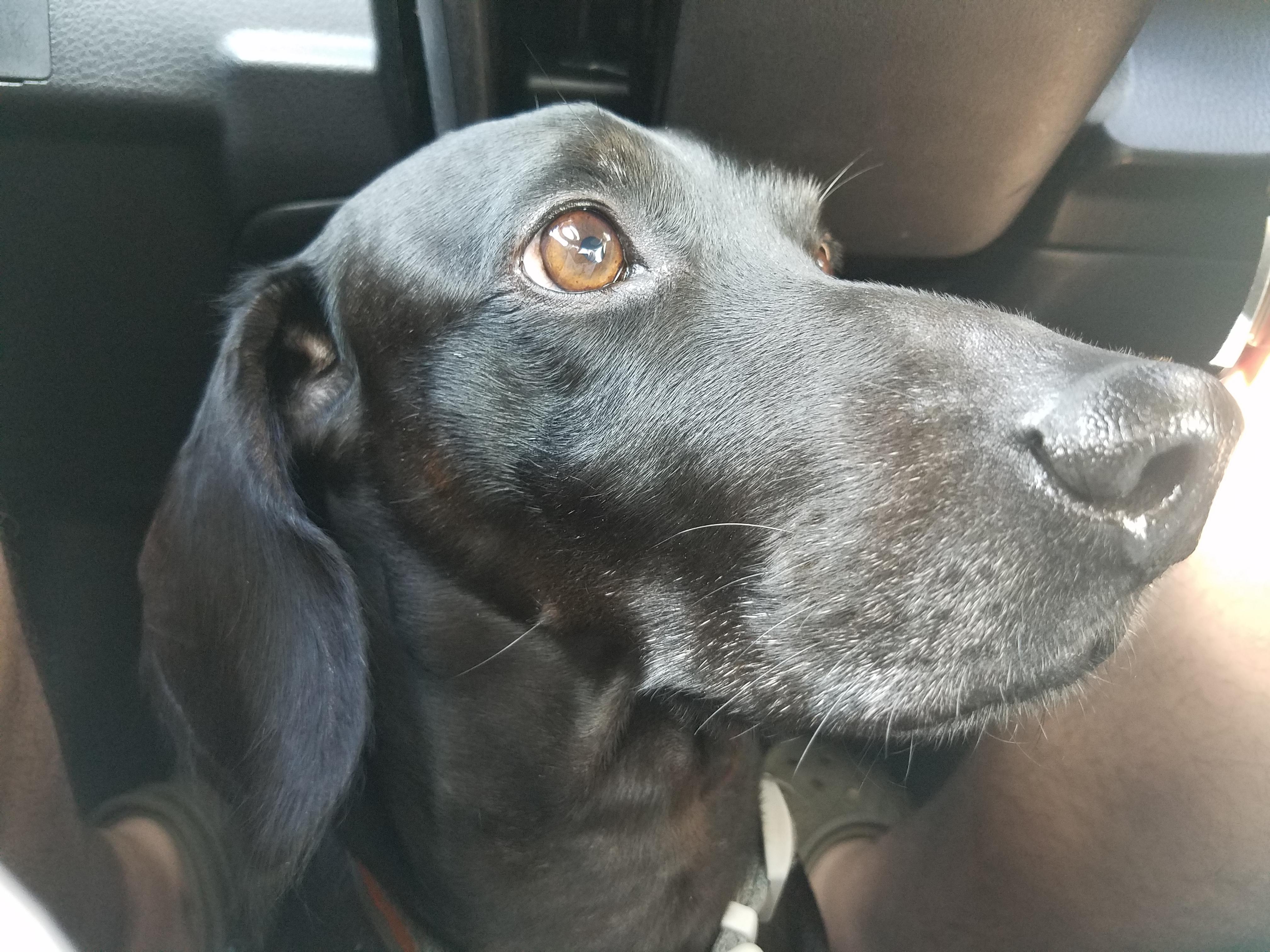 This is Chili Dog, the sausagelabrador mutt. r/aww