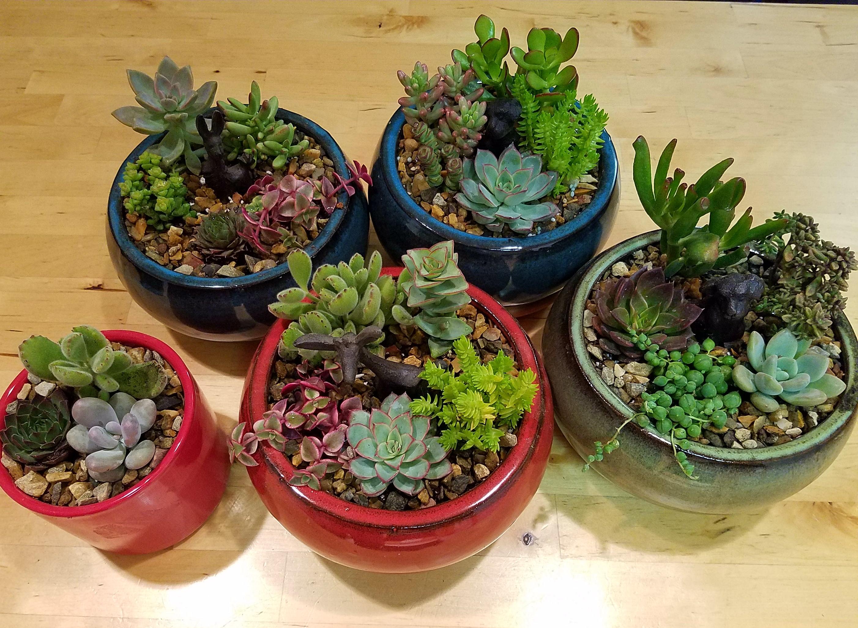 Succulent arrangements for Christmas for everyone! r/succulents