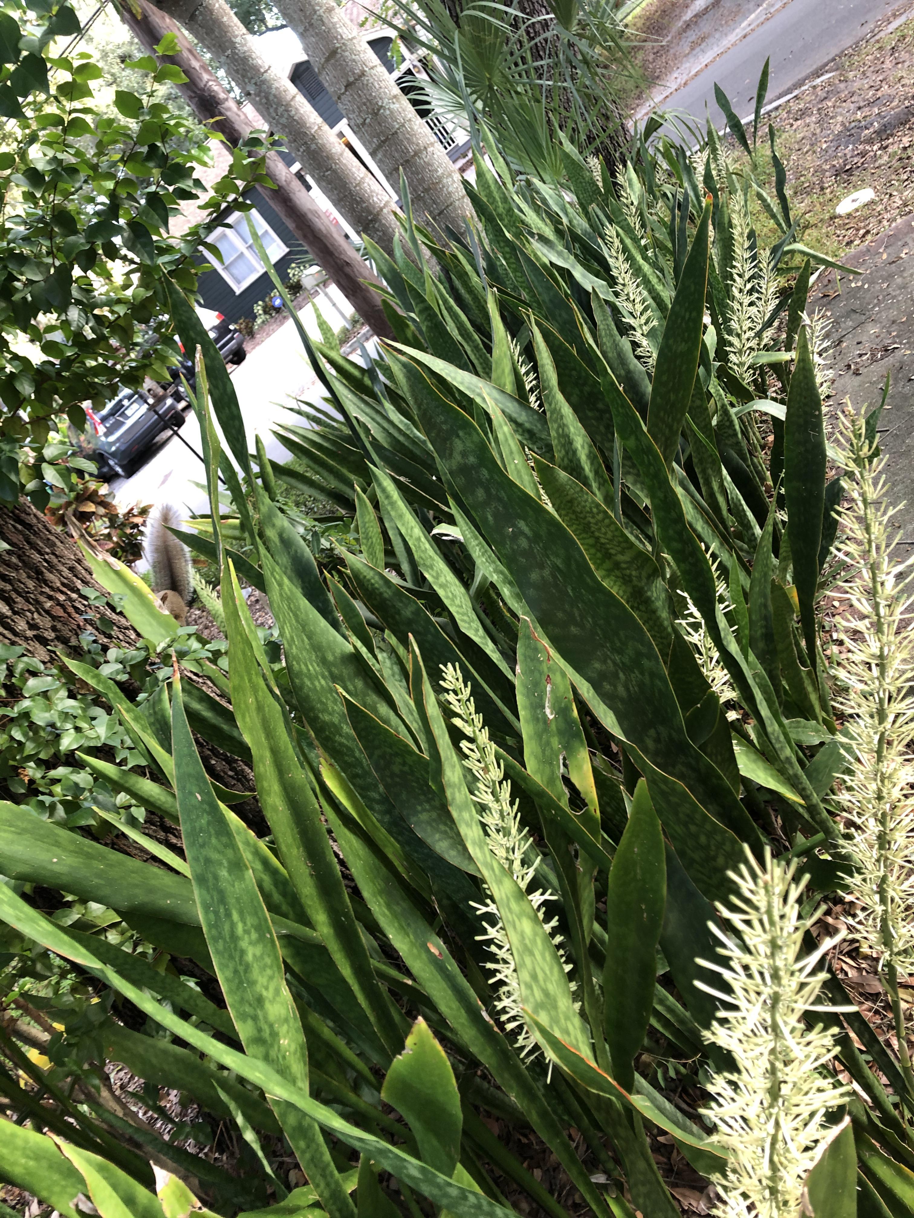 My snake plants in full bloom r/matureplants