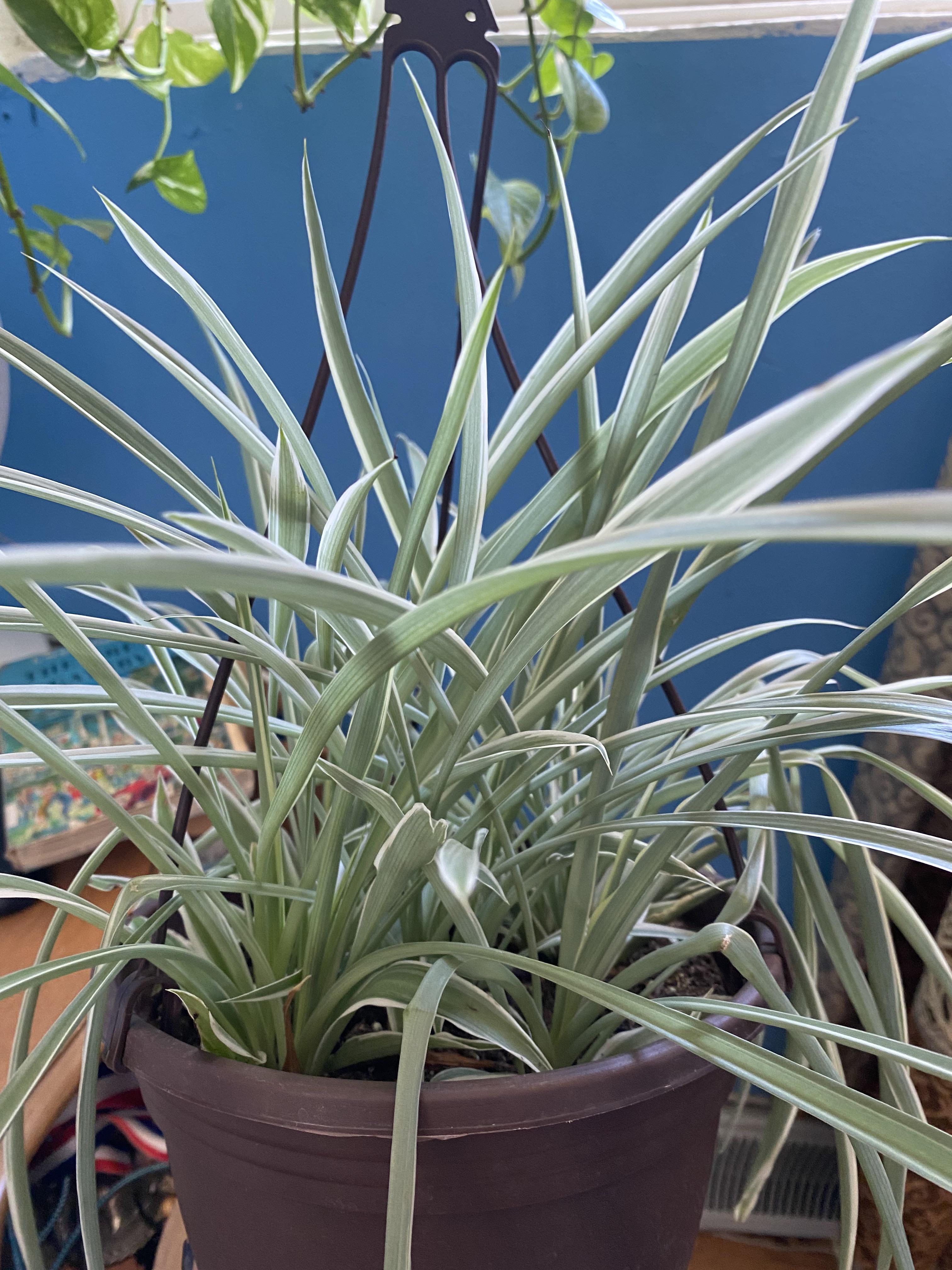 My spider plant is looking very pale, is it getting too much sun? I
